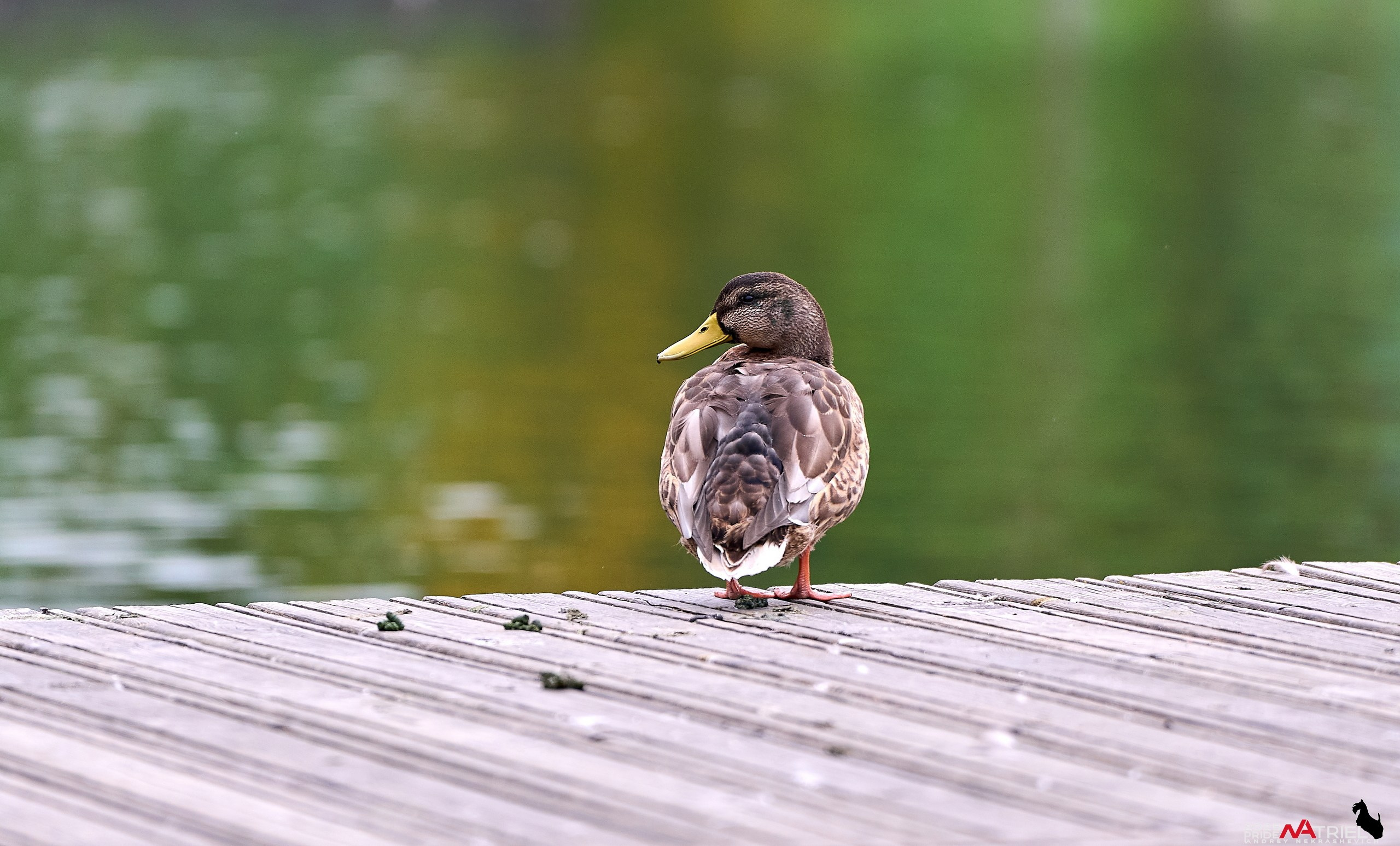Утки на пруду
