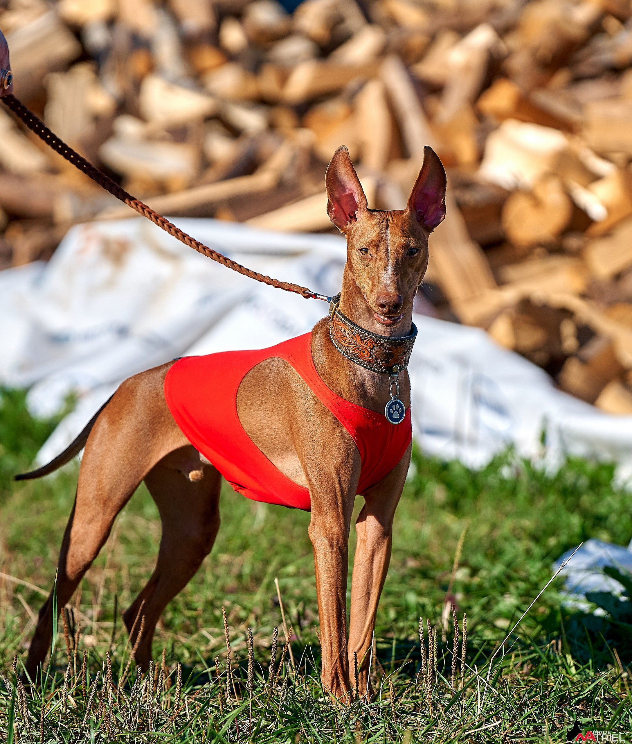 Съемка курсинг — галерея NATRIEL