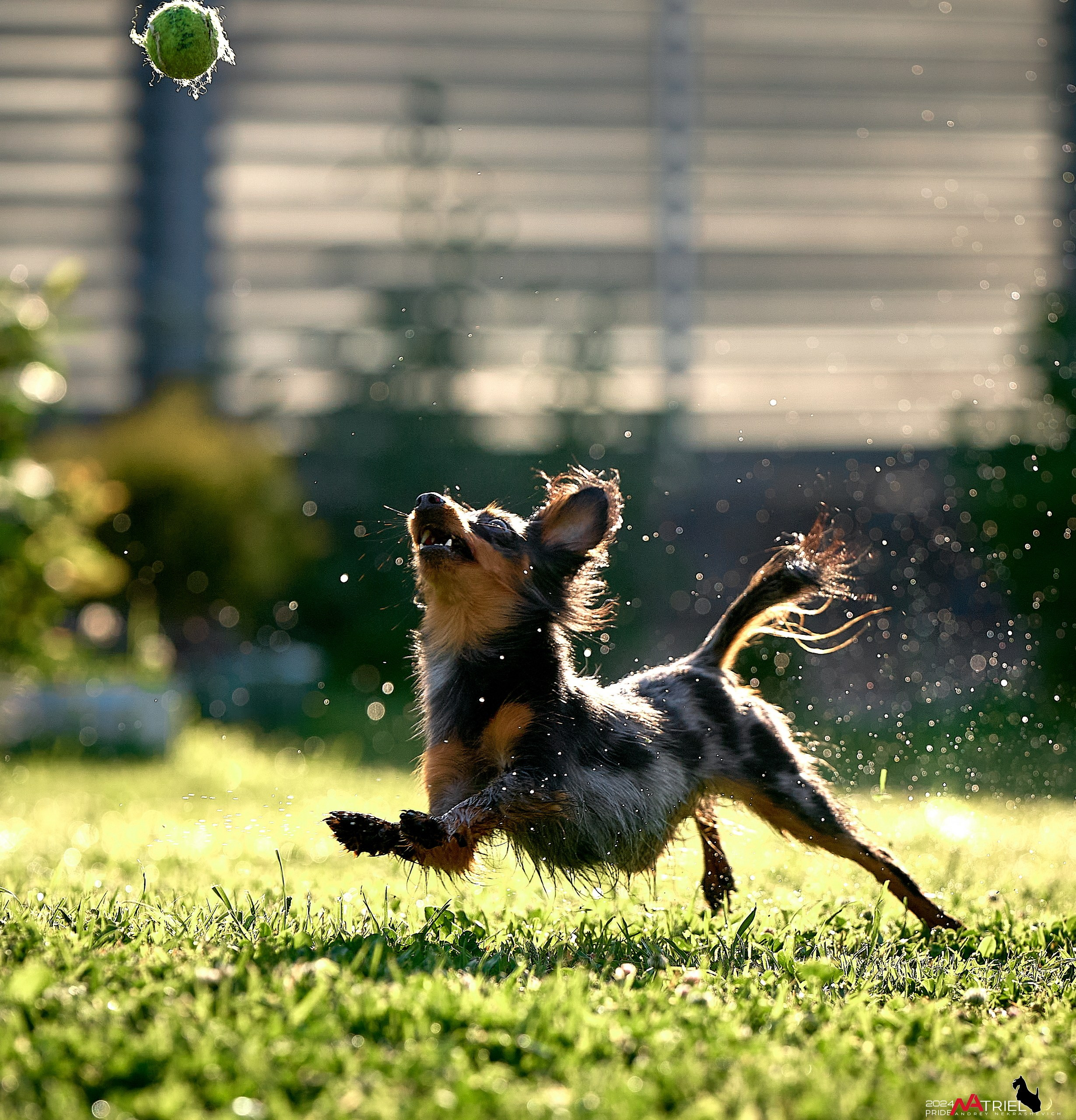 Фотопрогулка с крысариками