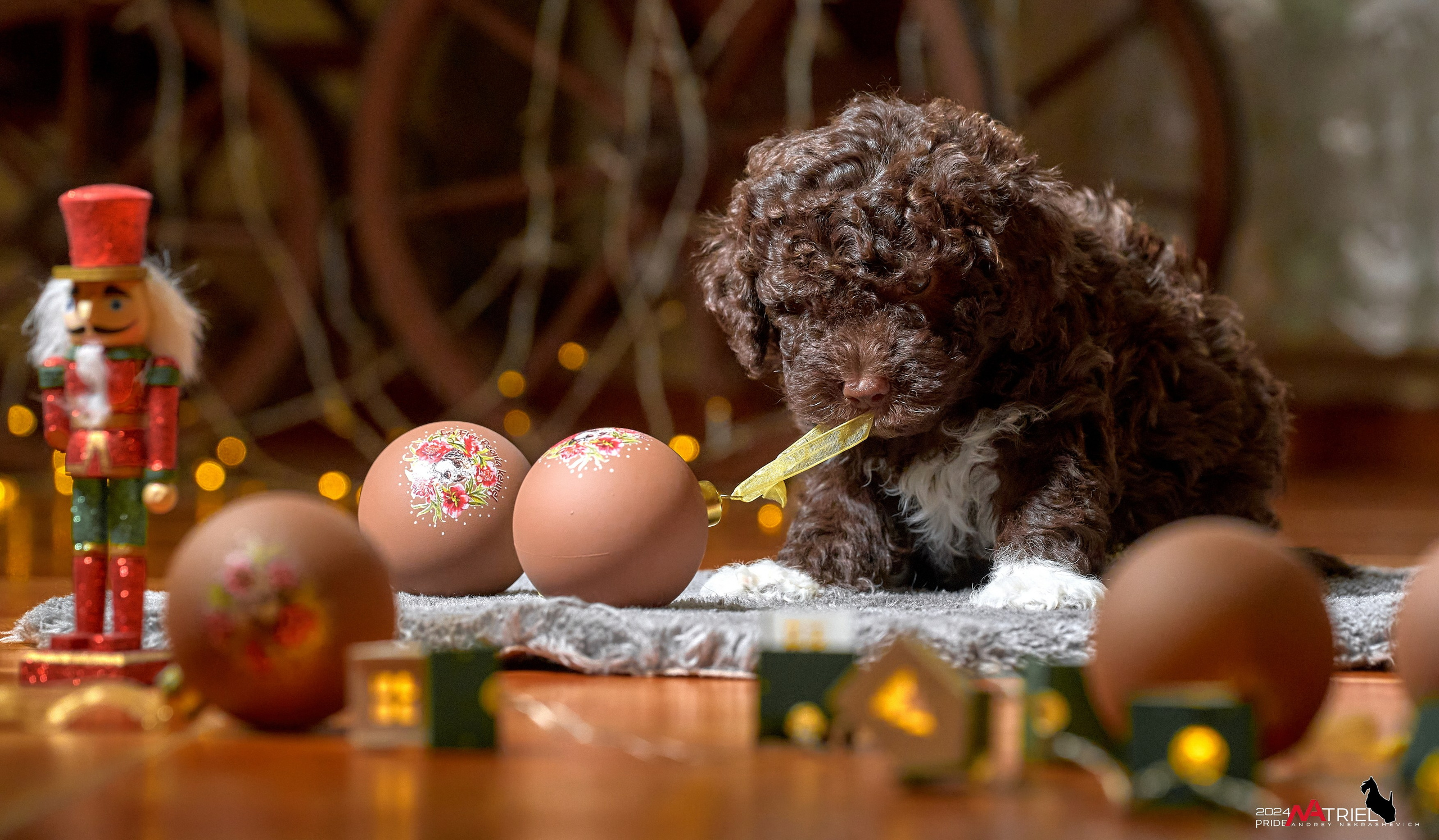 Съемка щенков лаготто дома с мобильным светом