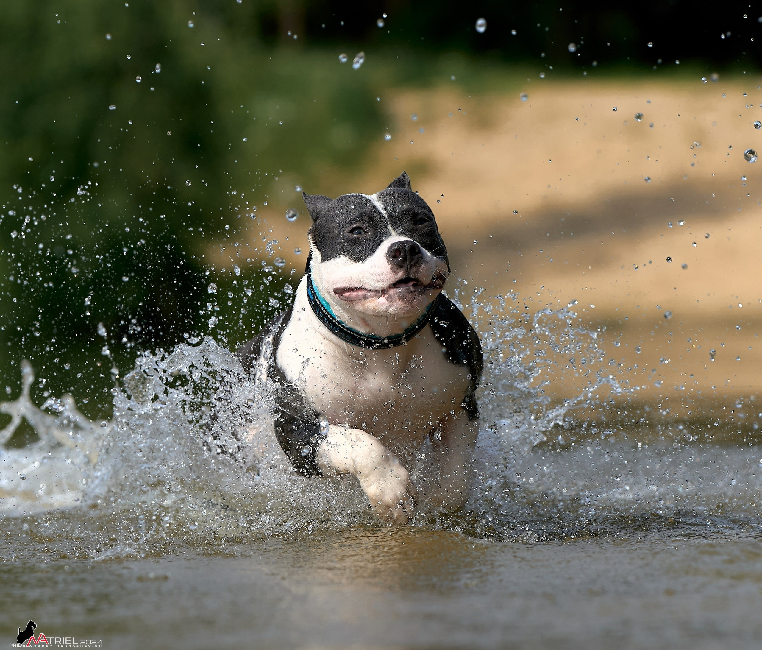 Фотопрогулка с булли