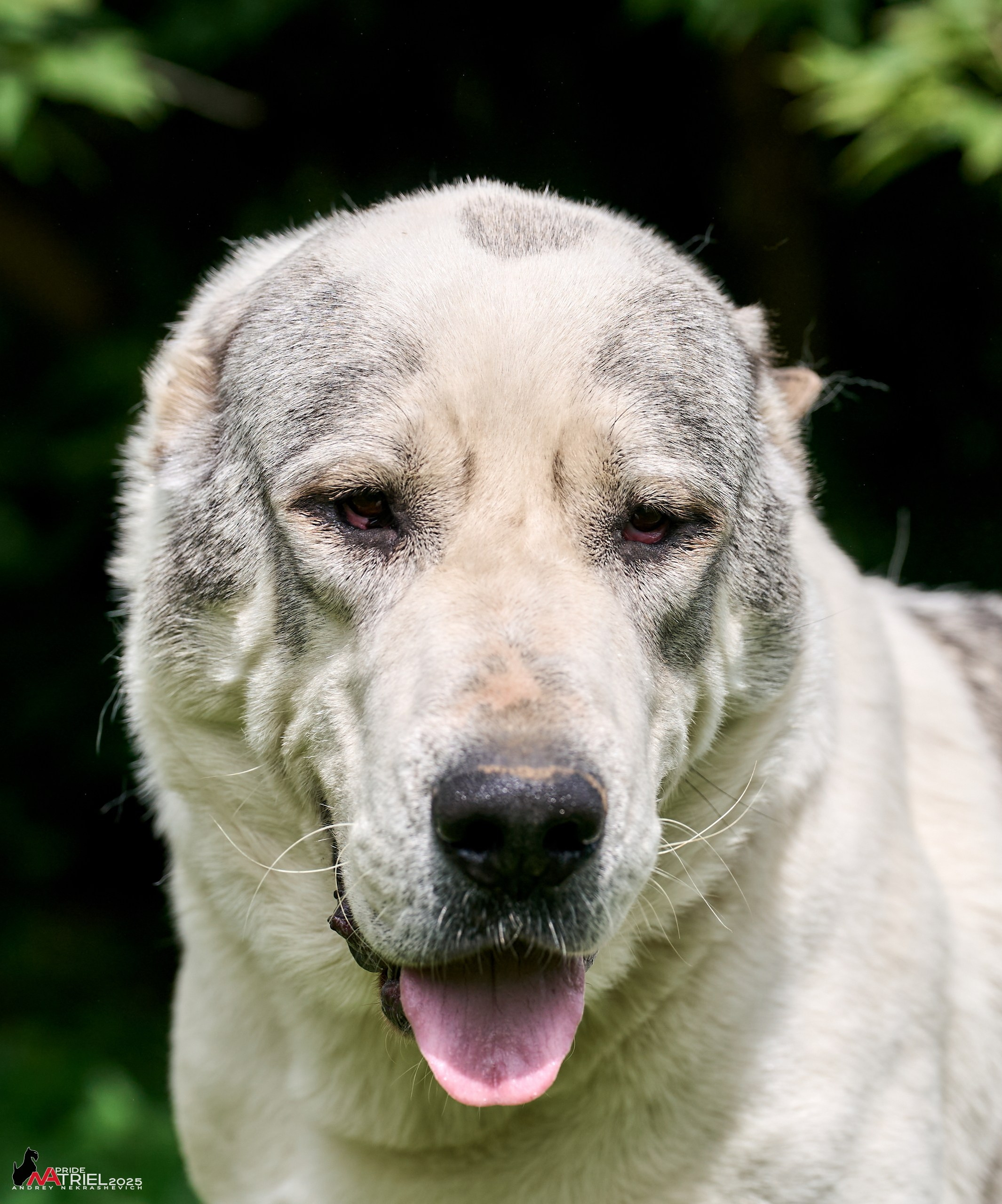 Алабаи и скотч-терьеры в питомнике у Ольги