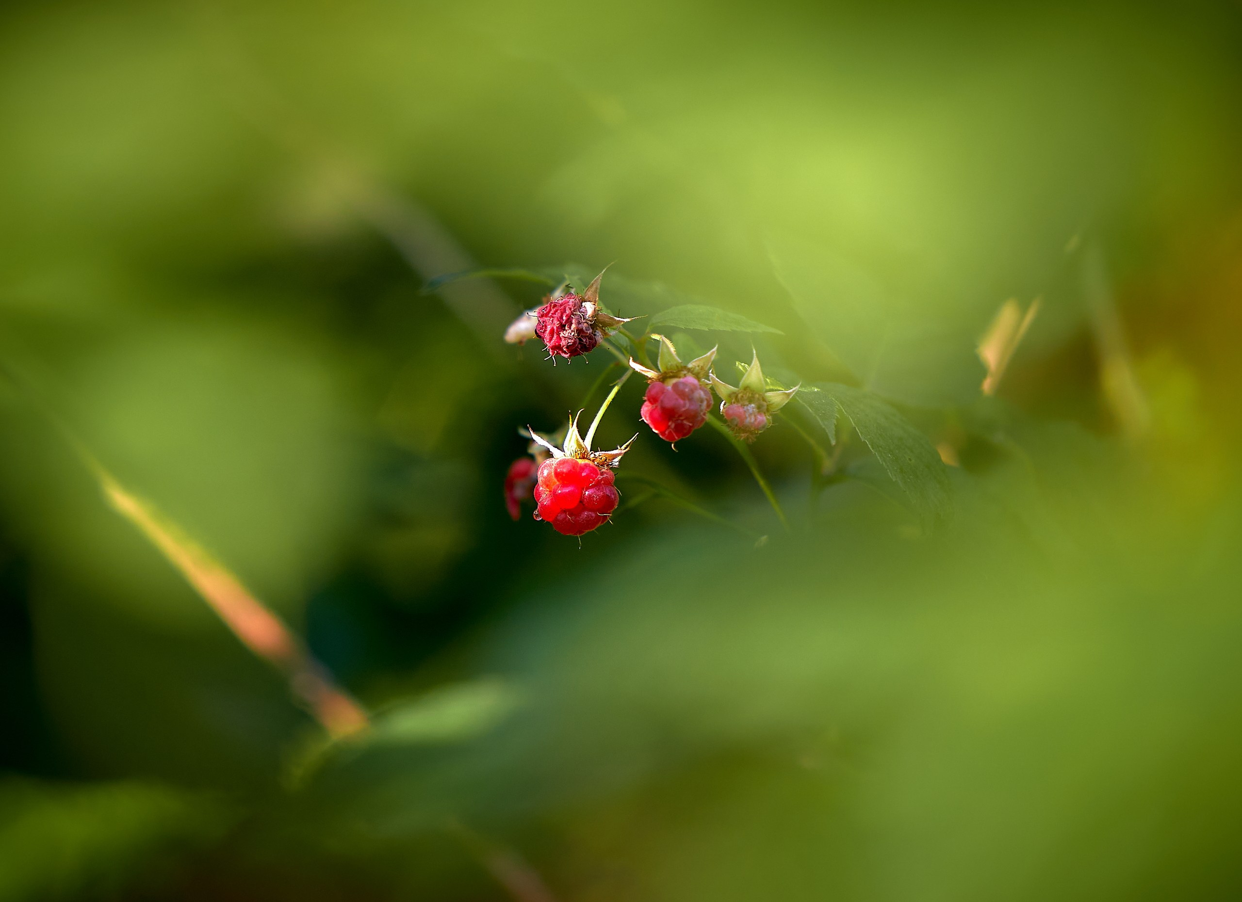 Лютики-цветочки — галерея NATRIEL