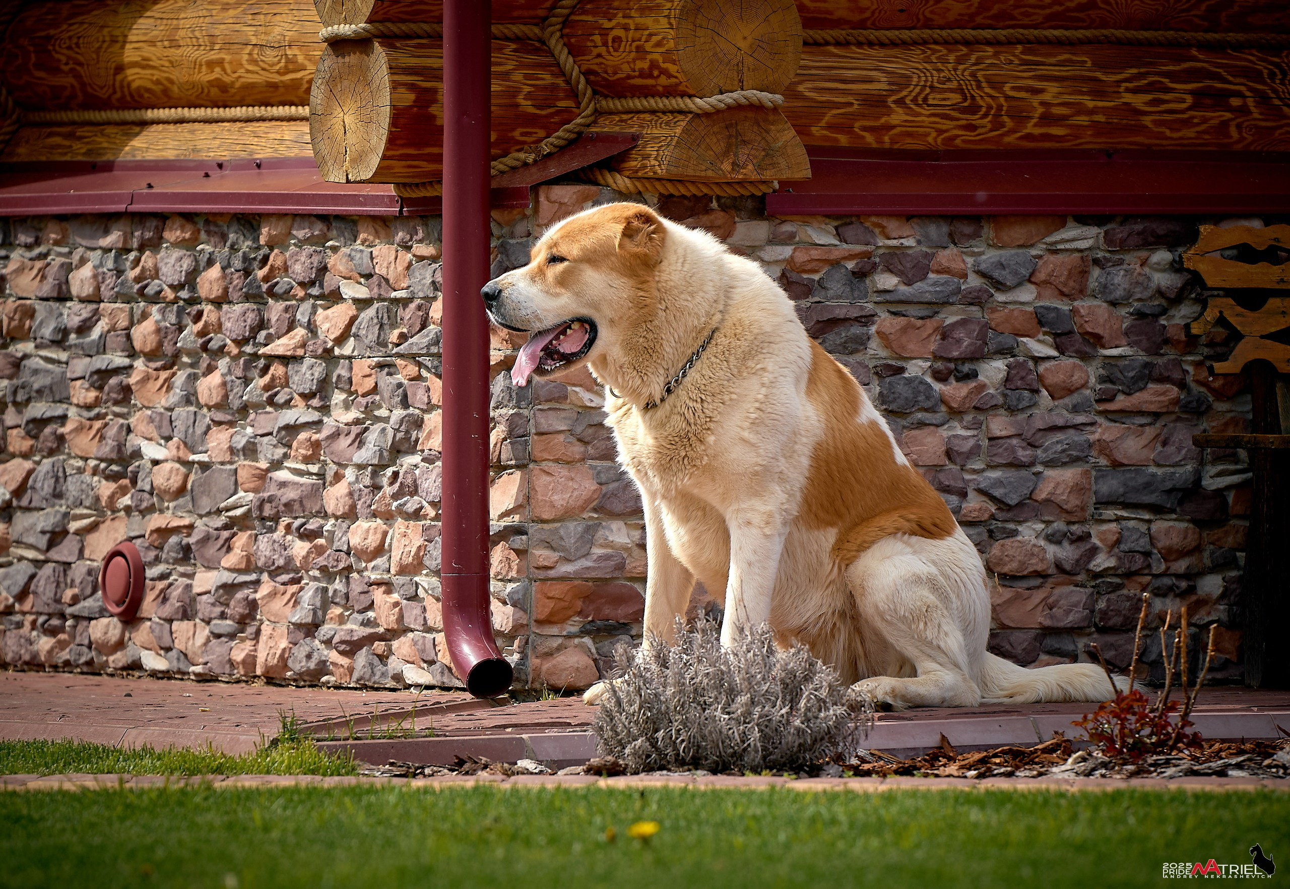 Съемка в питомнике