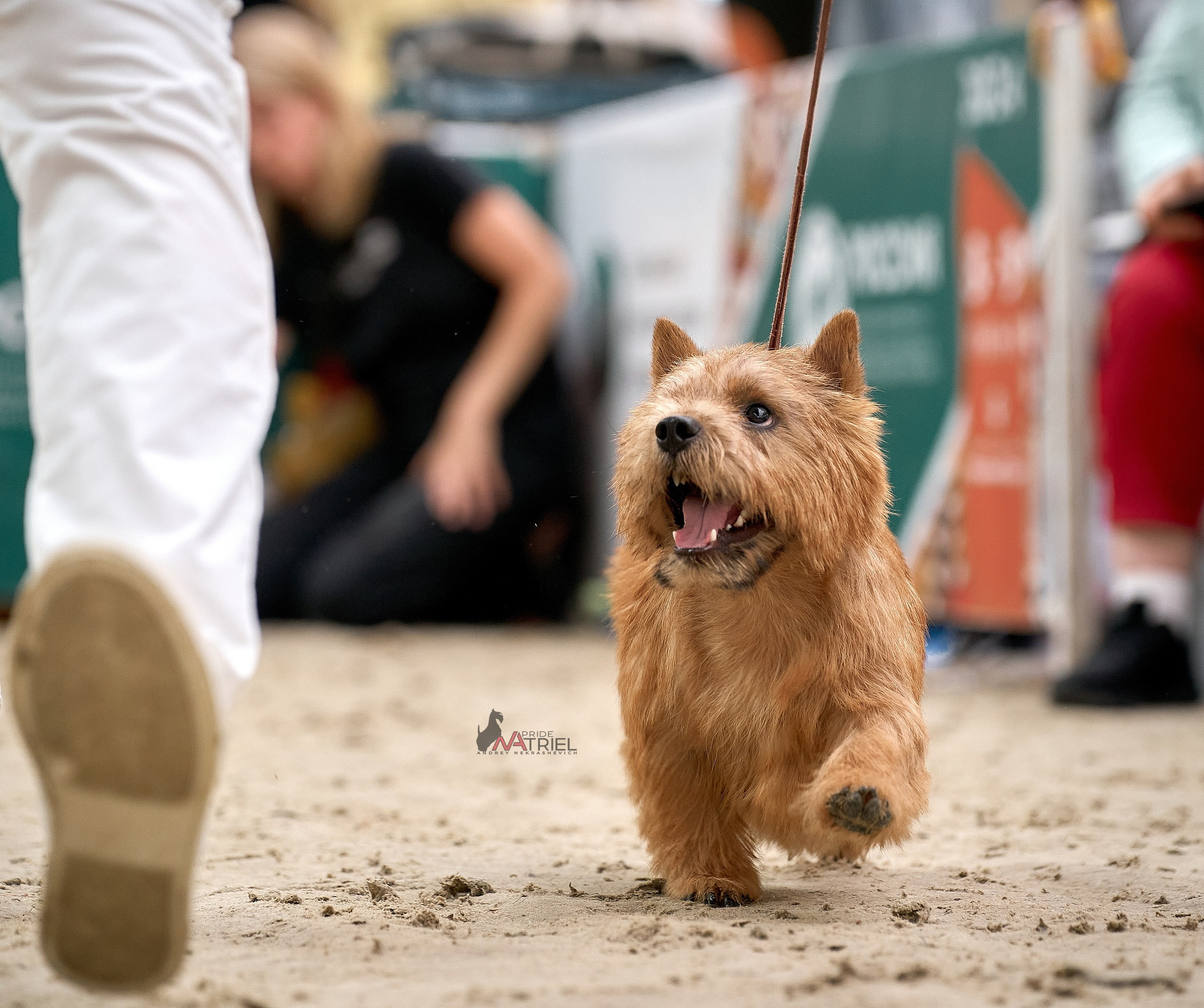 Работа в рингах — галерея NATRIEL