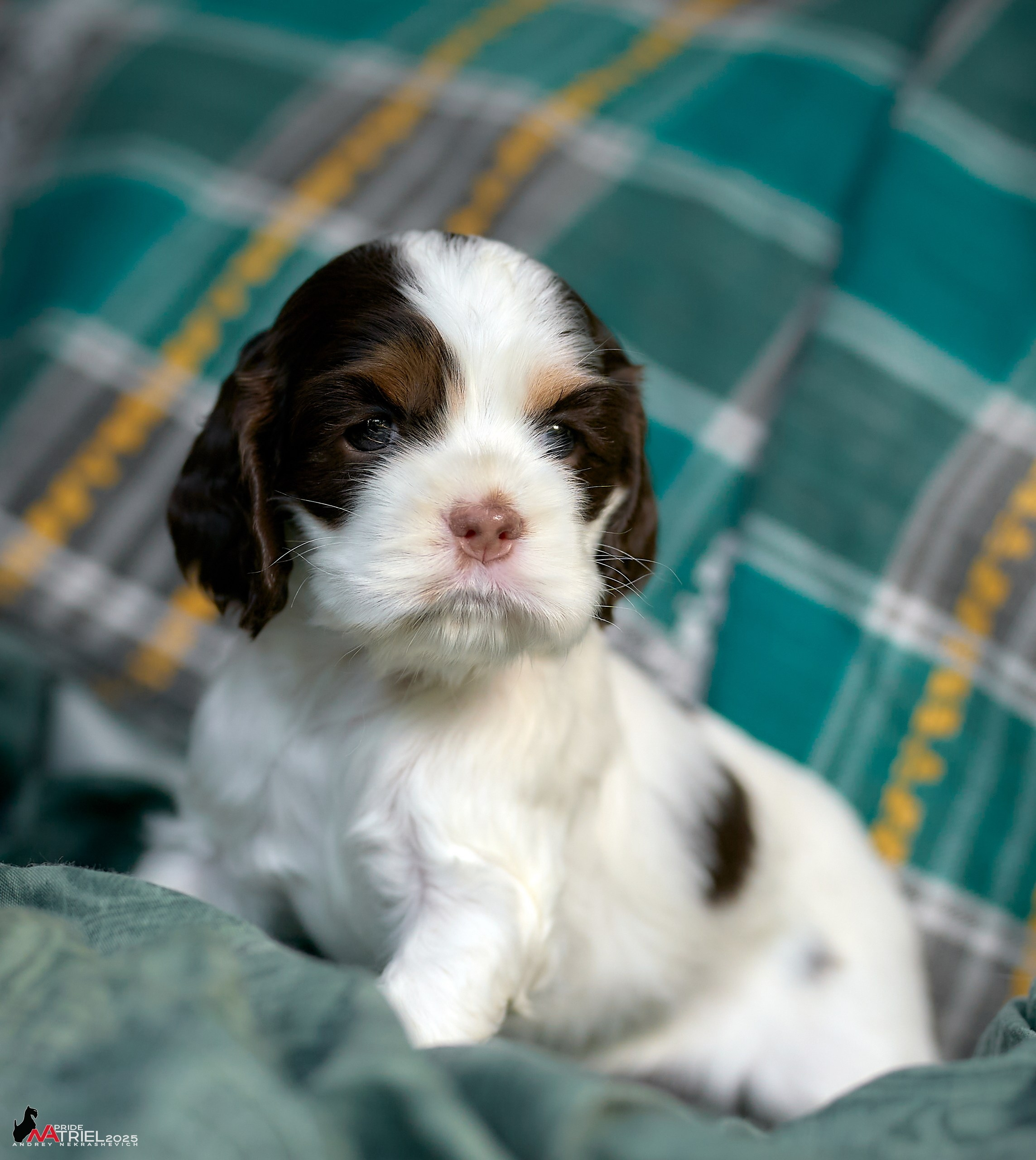 Щенки АмКокеров