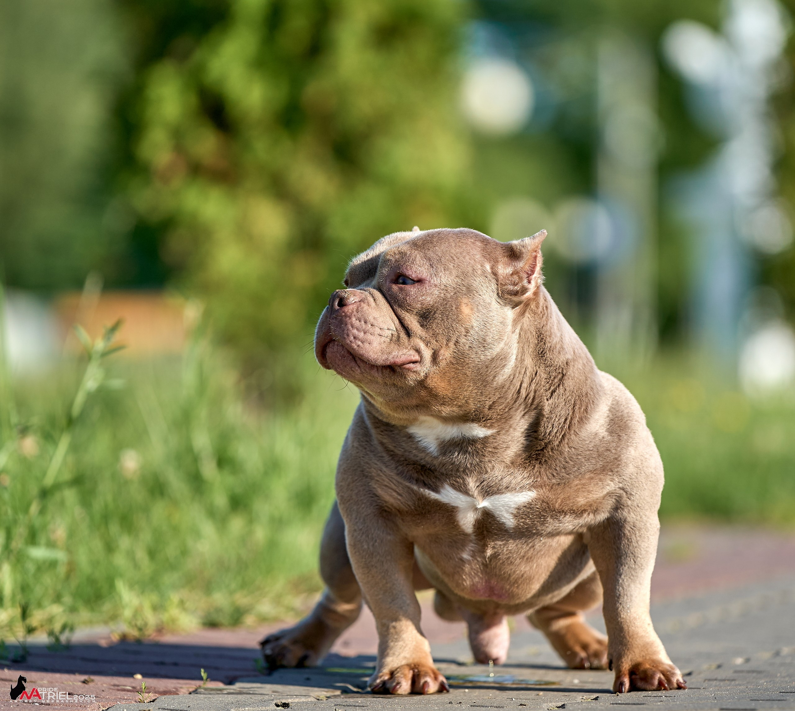 Съемка собак породы булли на природе
