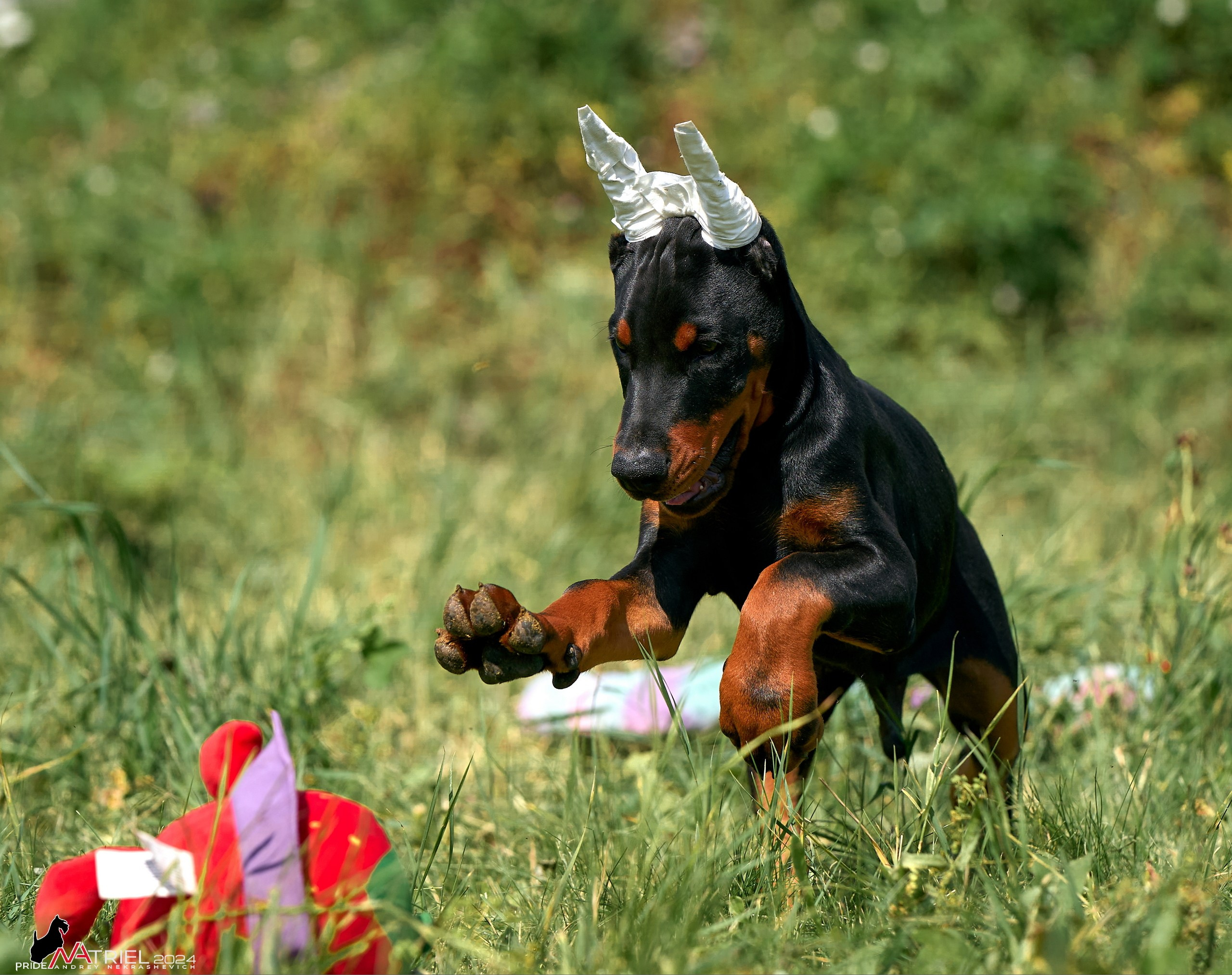 Съемка щенков доберманы