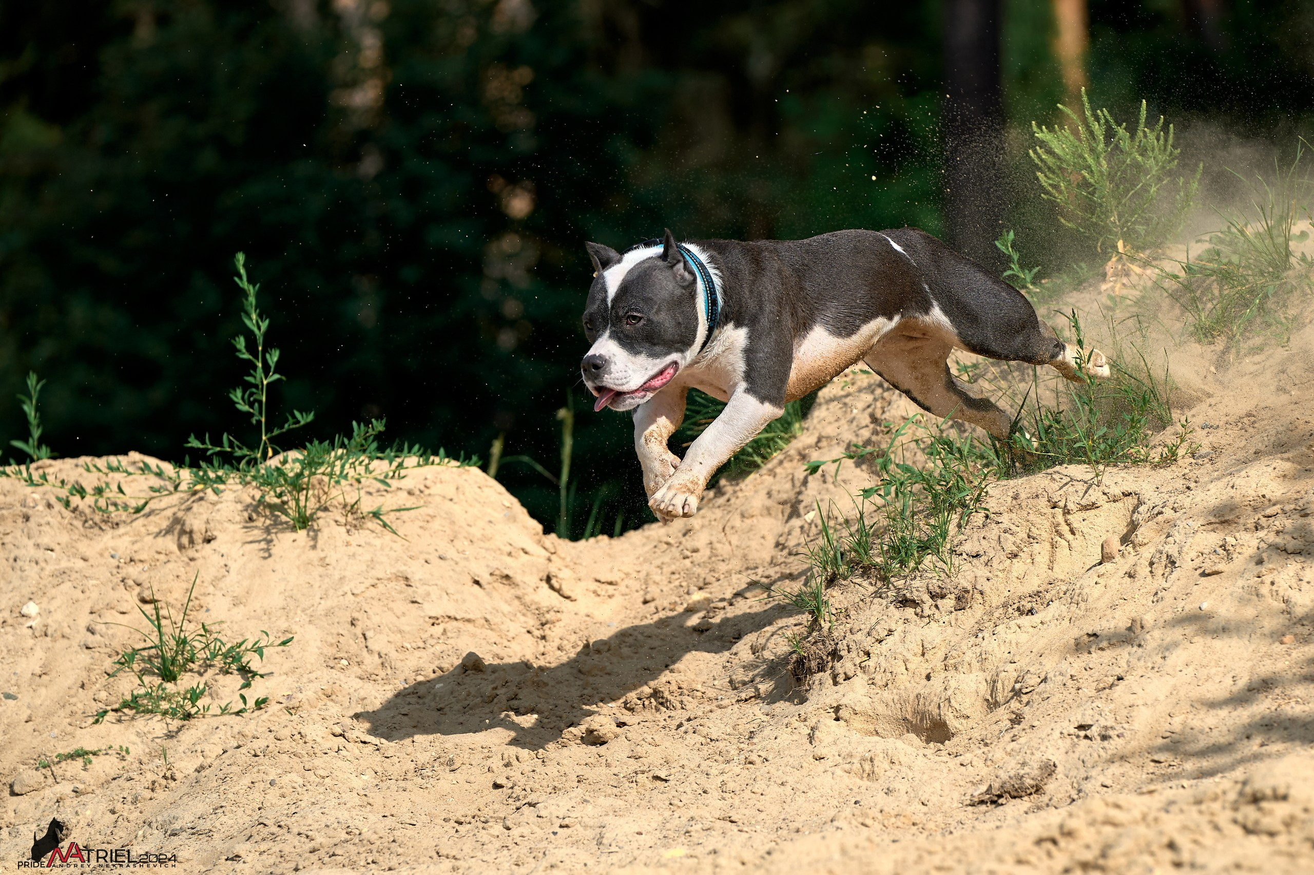 Фотопрогулка с булли