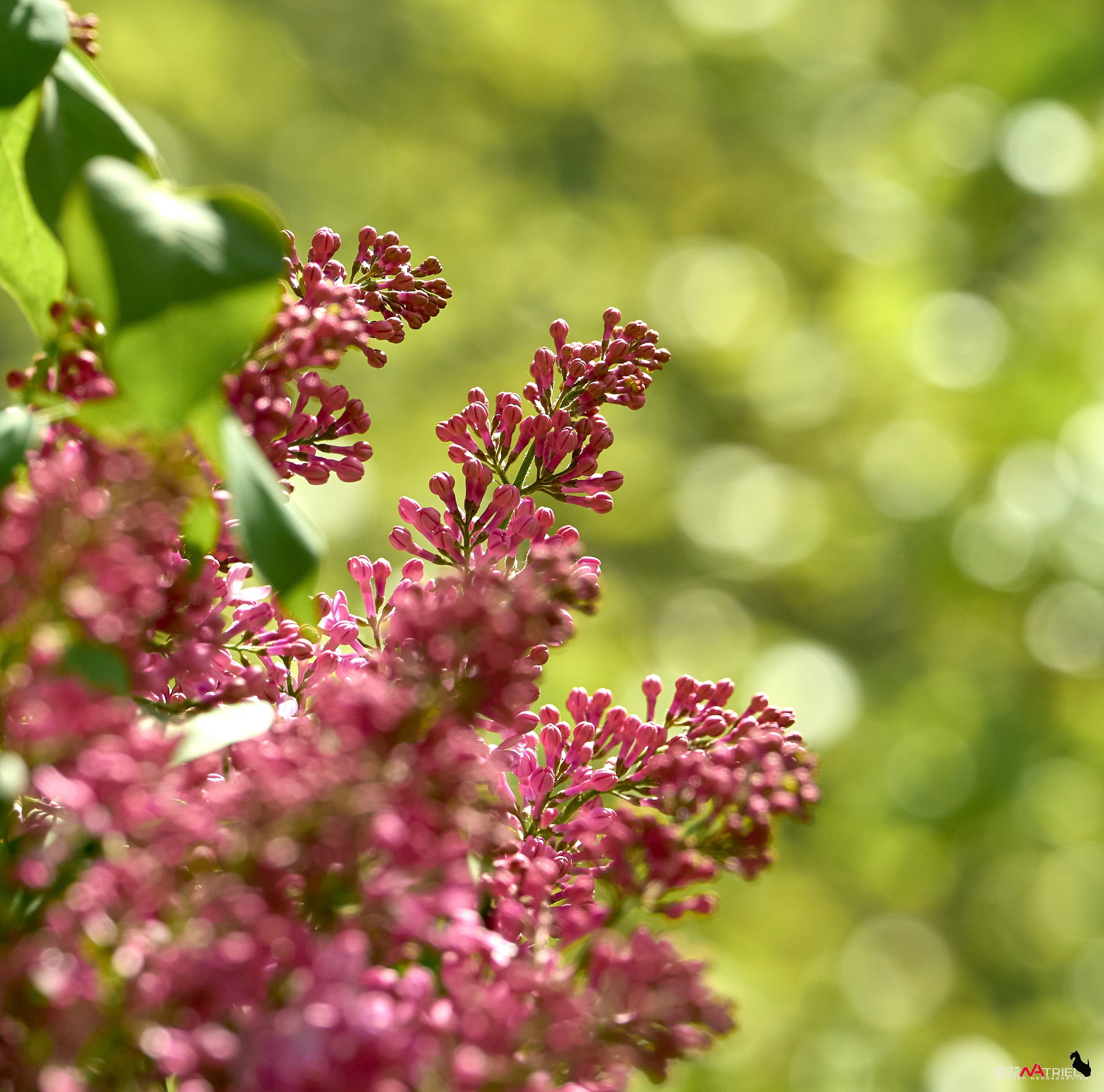 Птички и цветочки