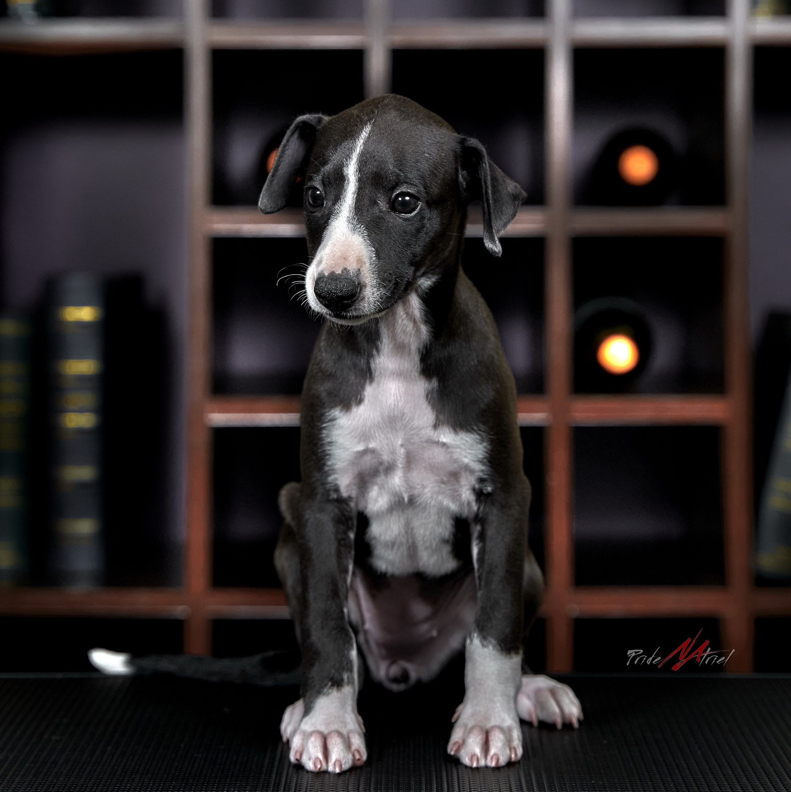 Щенки дома — галерея NATRIEL