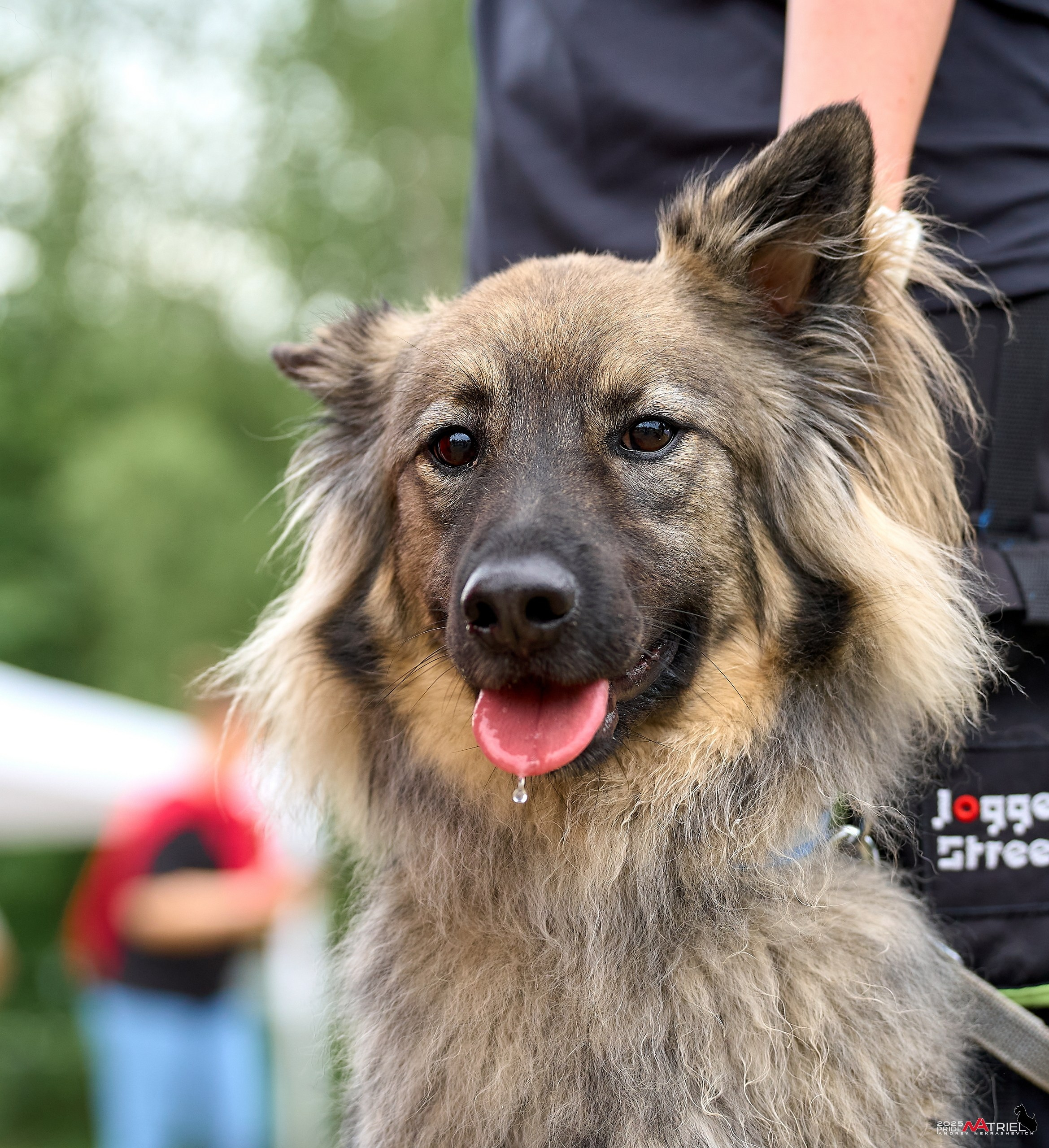 Russian Extreme Dog Trail — 2025