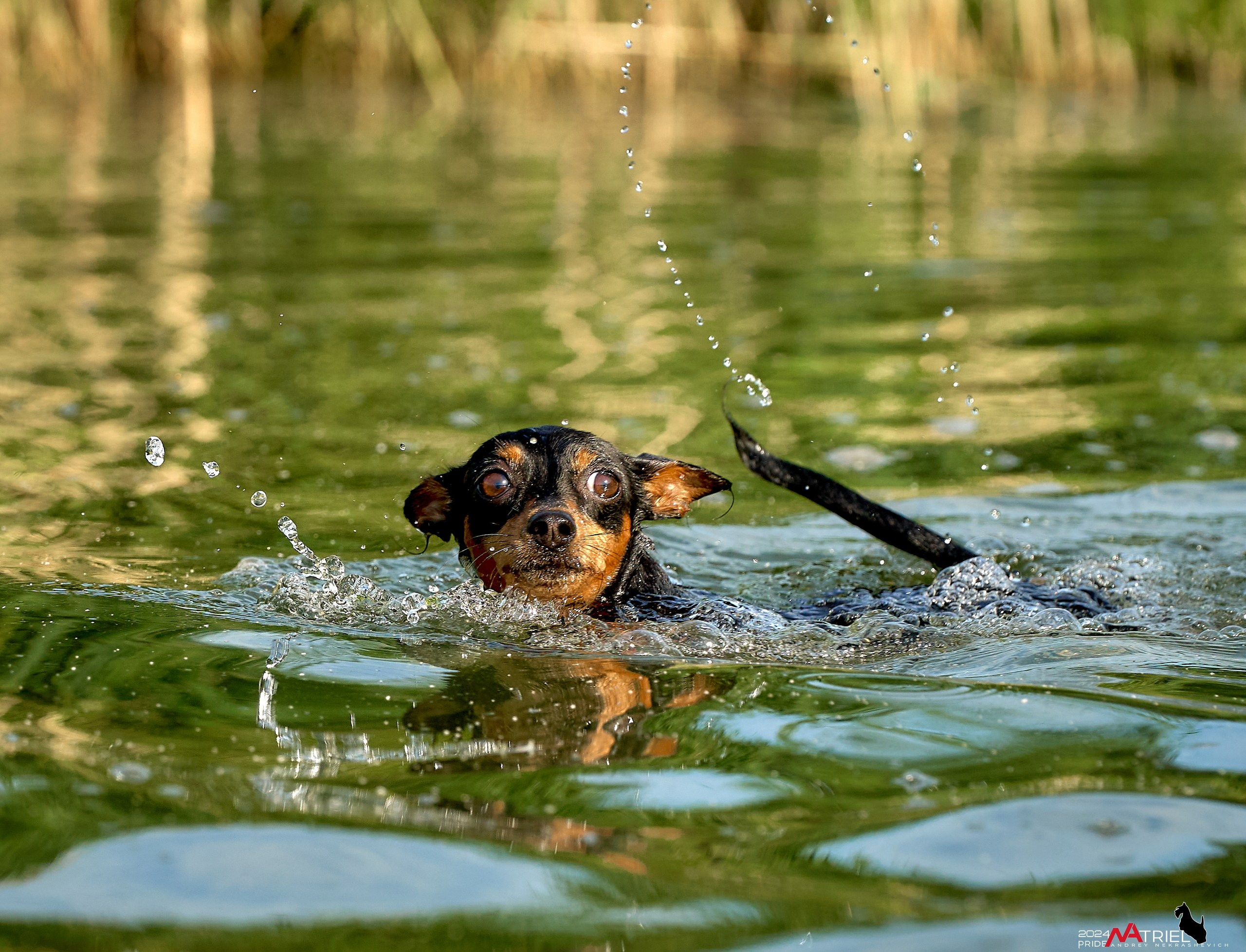 Фотопрогулка с крысариками