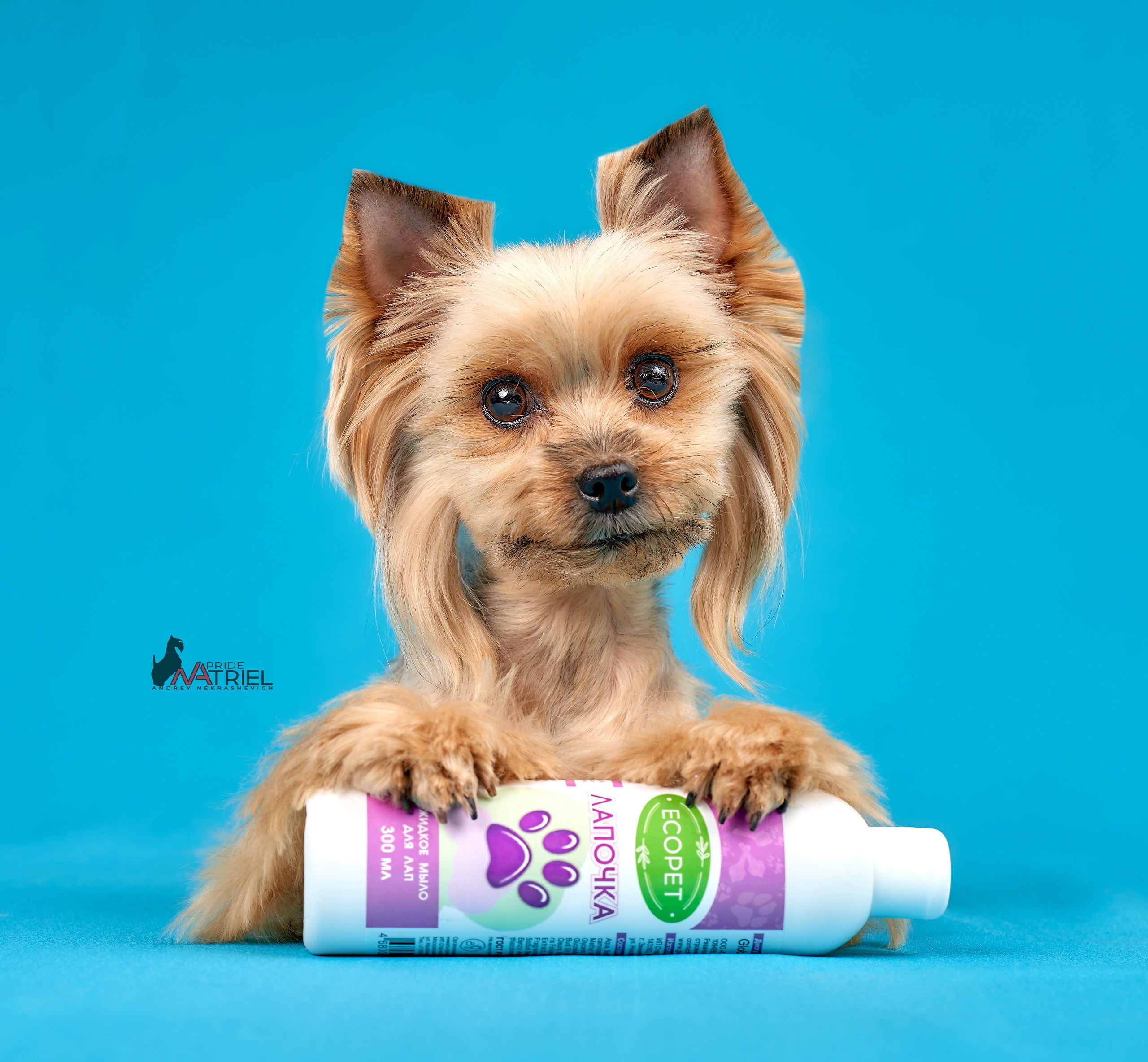 Реклама с животными — галерея NATRIEL