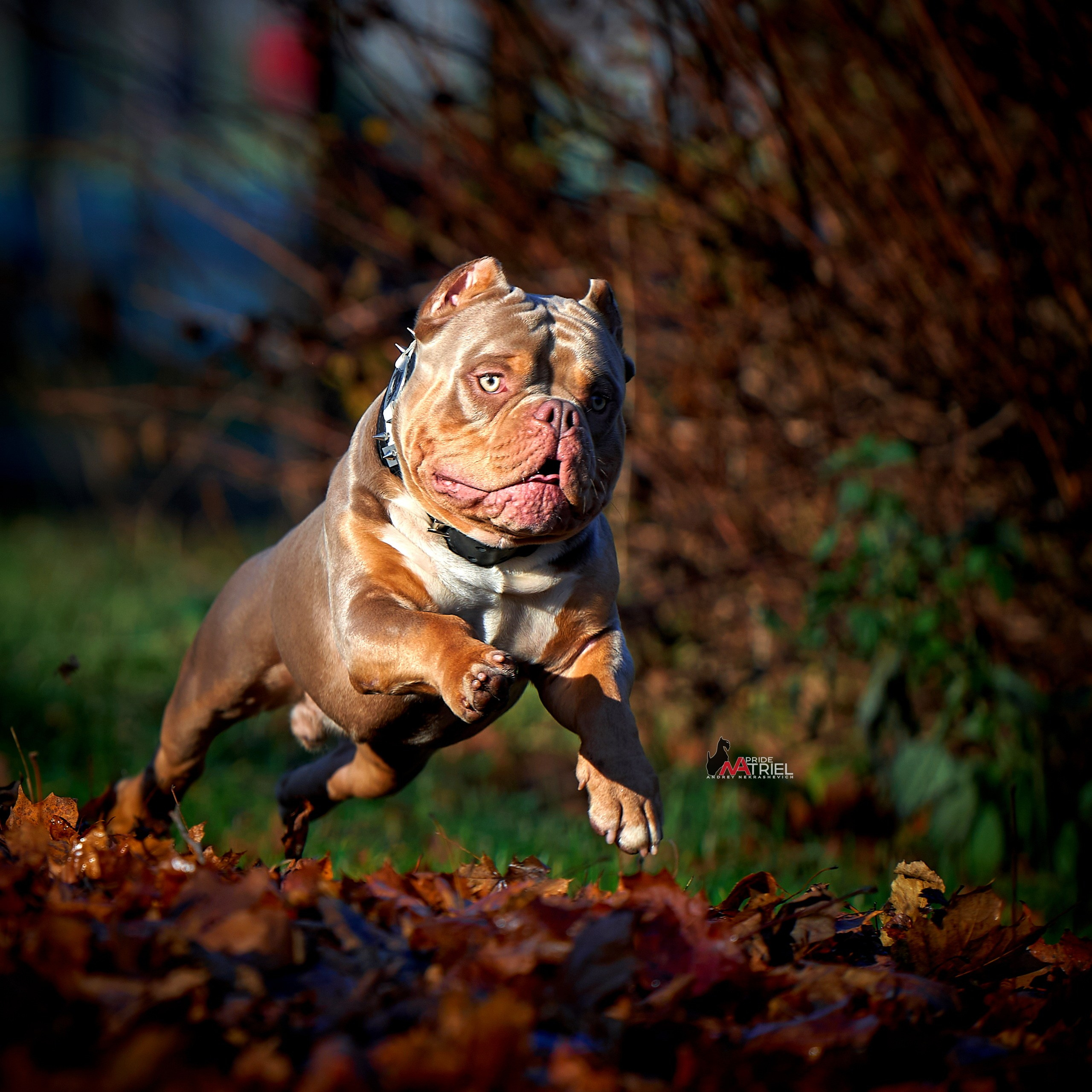 Прогулка в движении — галерея NATRIEL