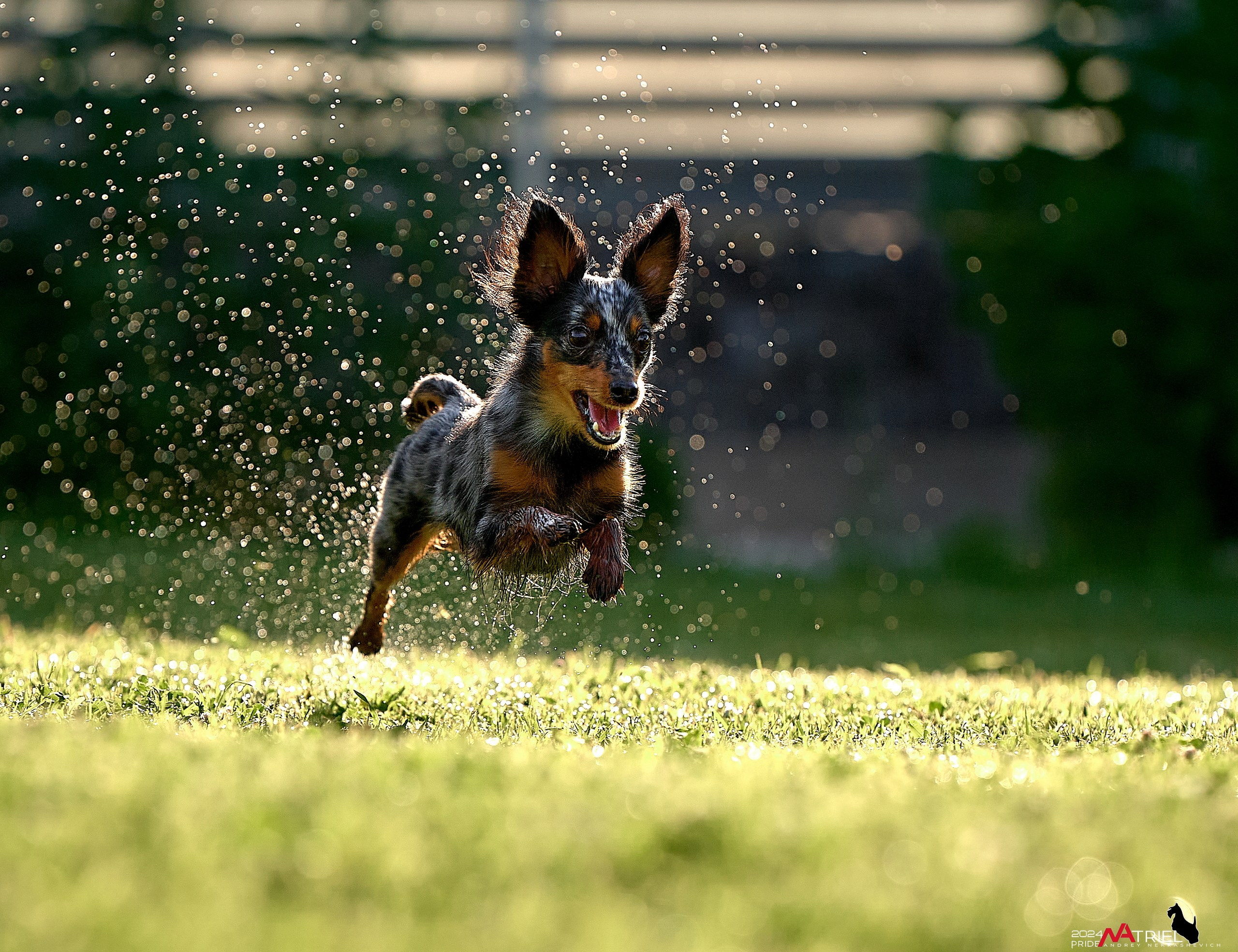 Фотопрогулка с крысариками