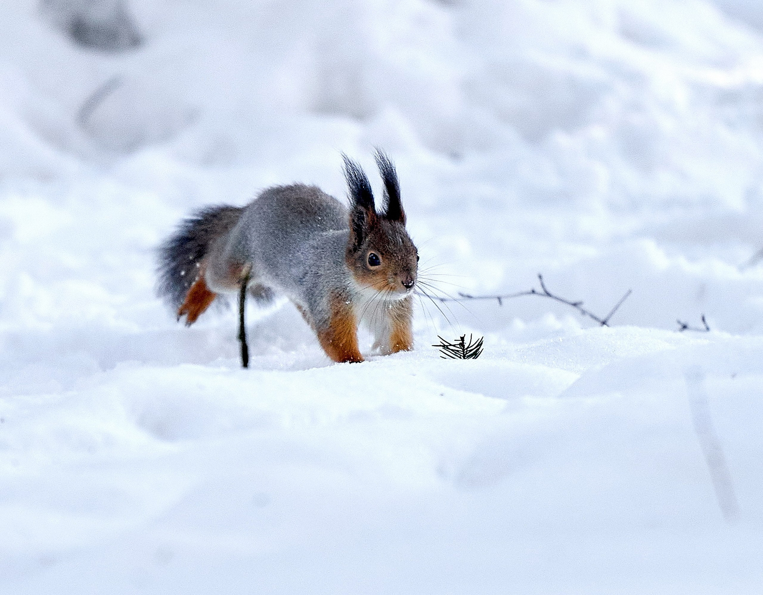 Животные — галерея NATRIEL