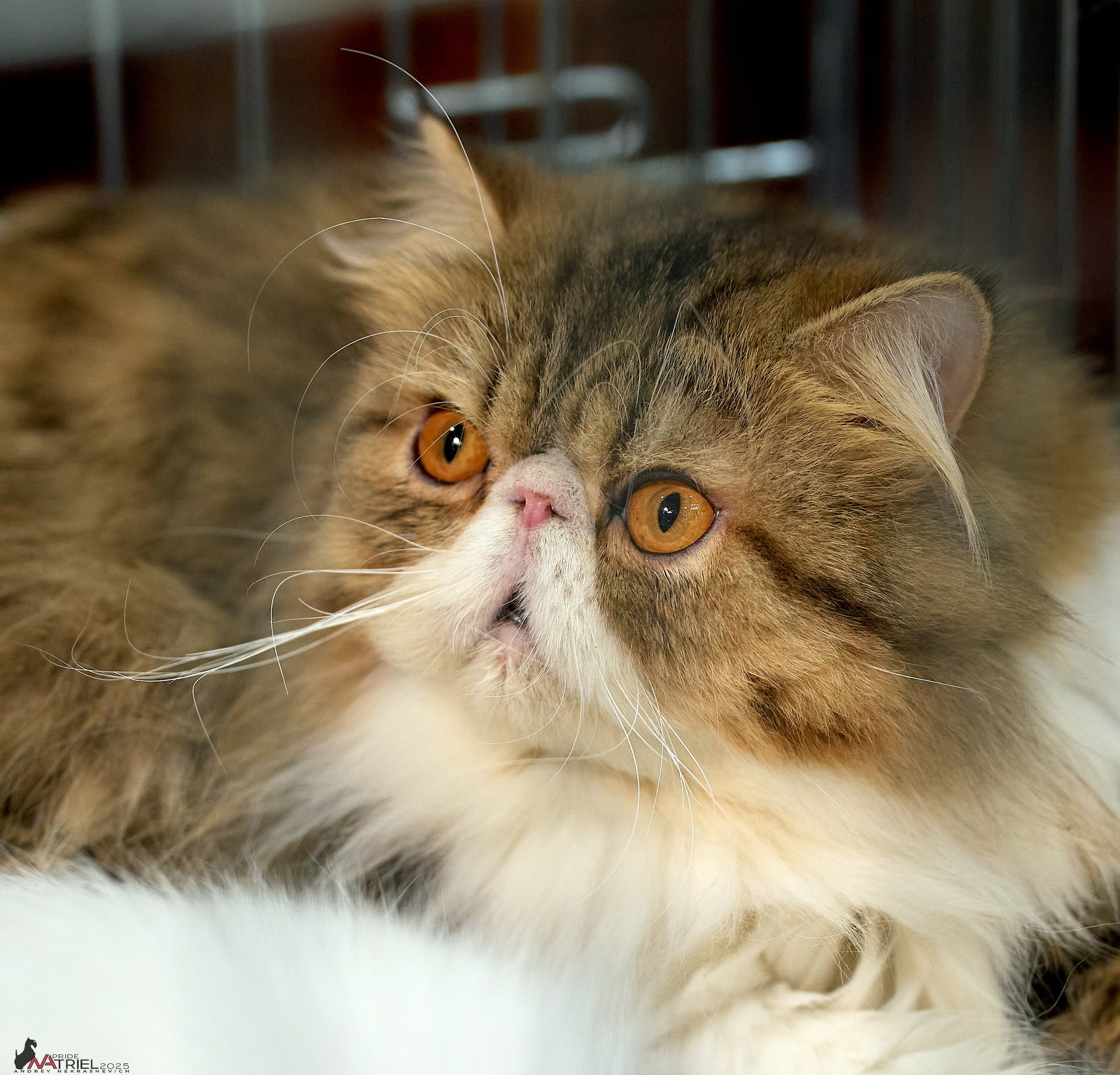 Репортаж с ЗООФЕСТ в Крокусе