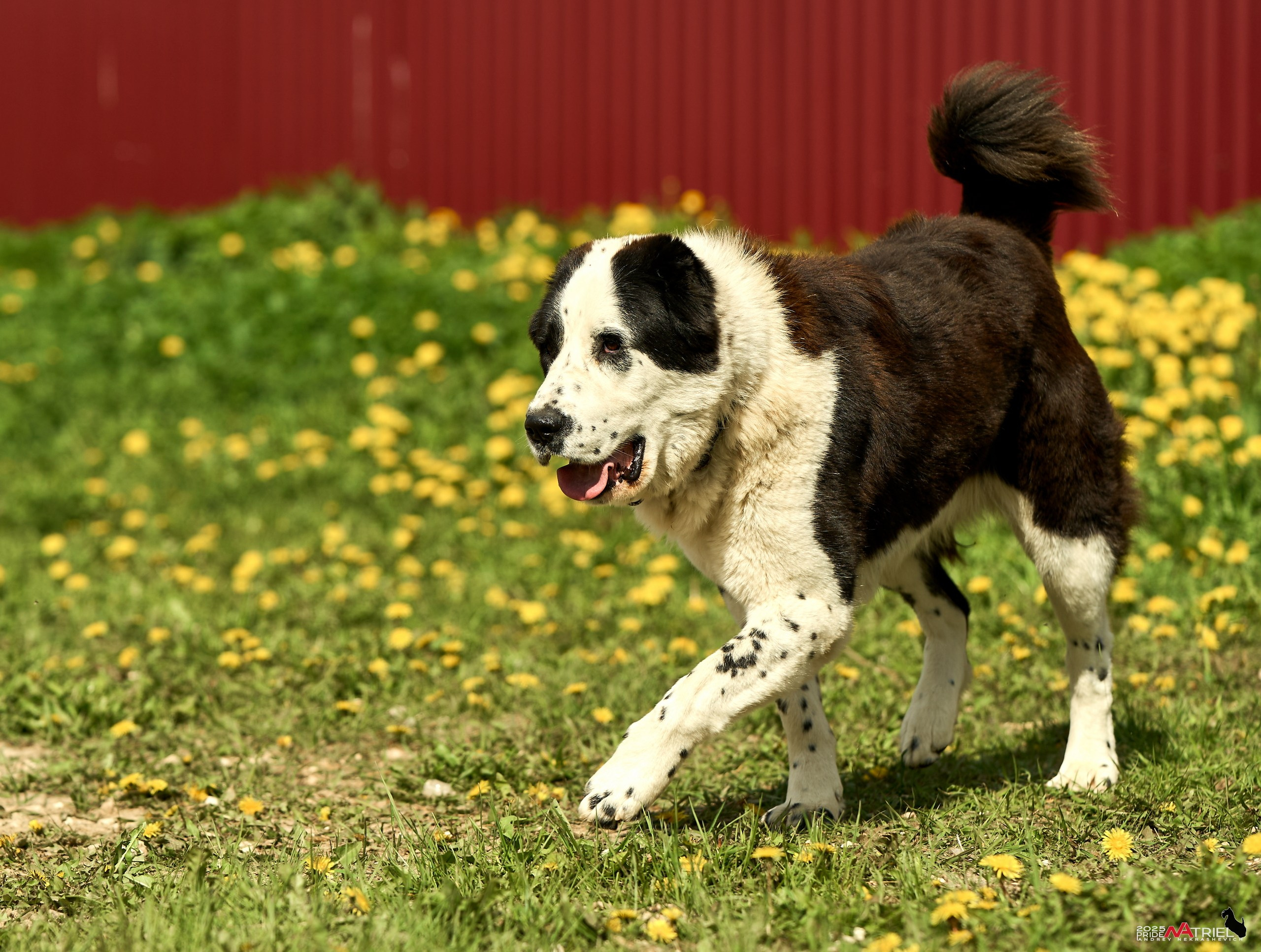 Съемка в питомнике