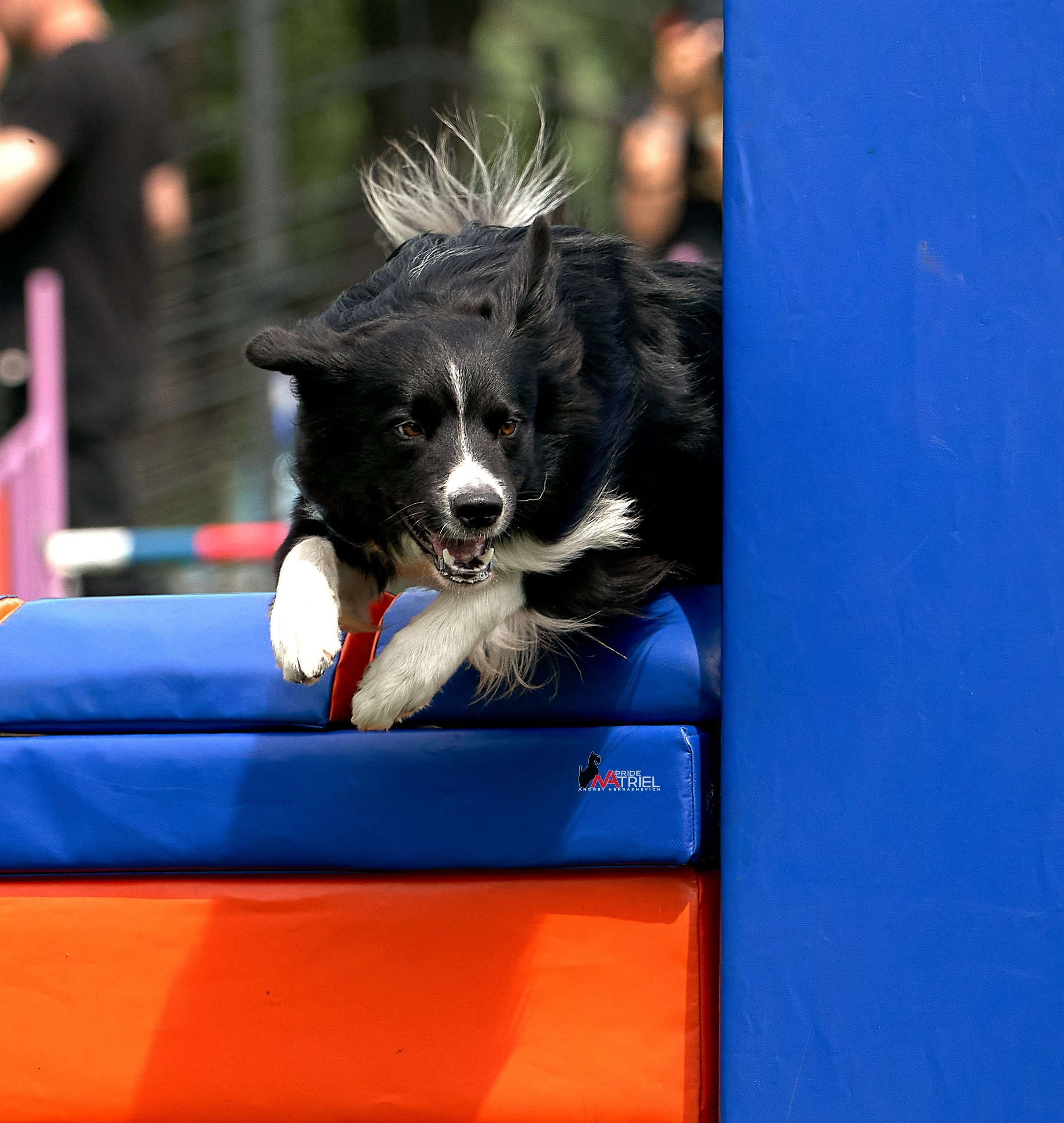 Аджилити — галерея NATRIEL