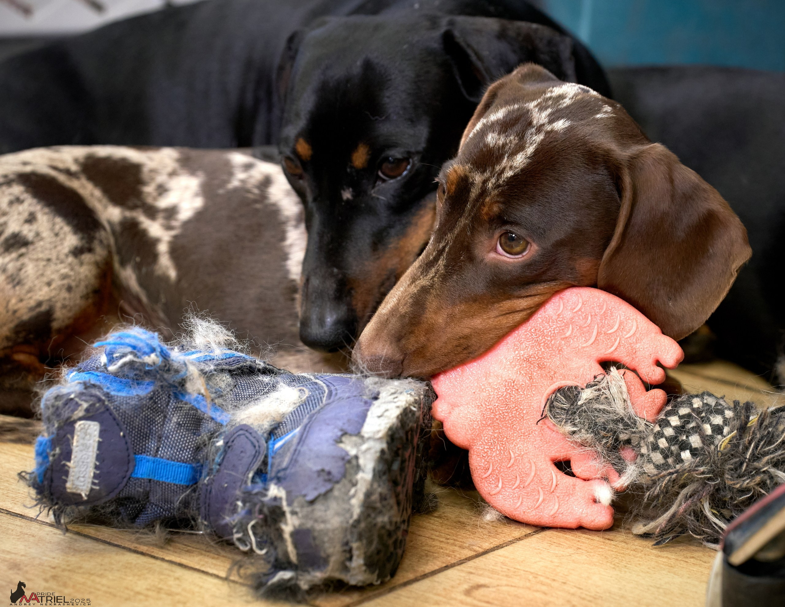 Съемка щенков таксы с мобильным светом