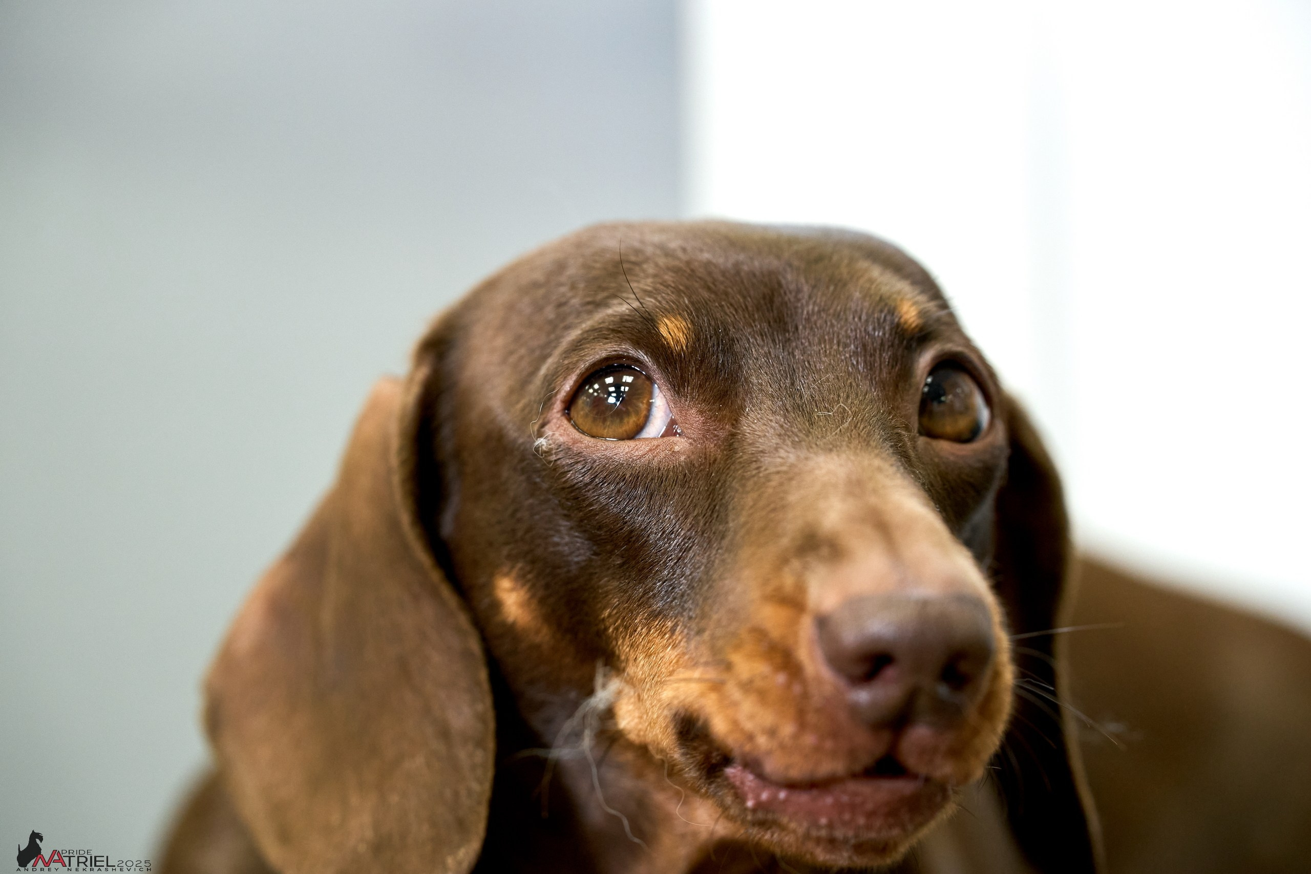 Съемка щенков таксы с мобильным светом