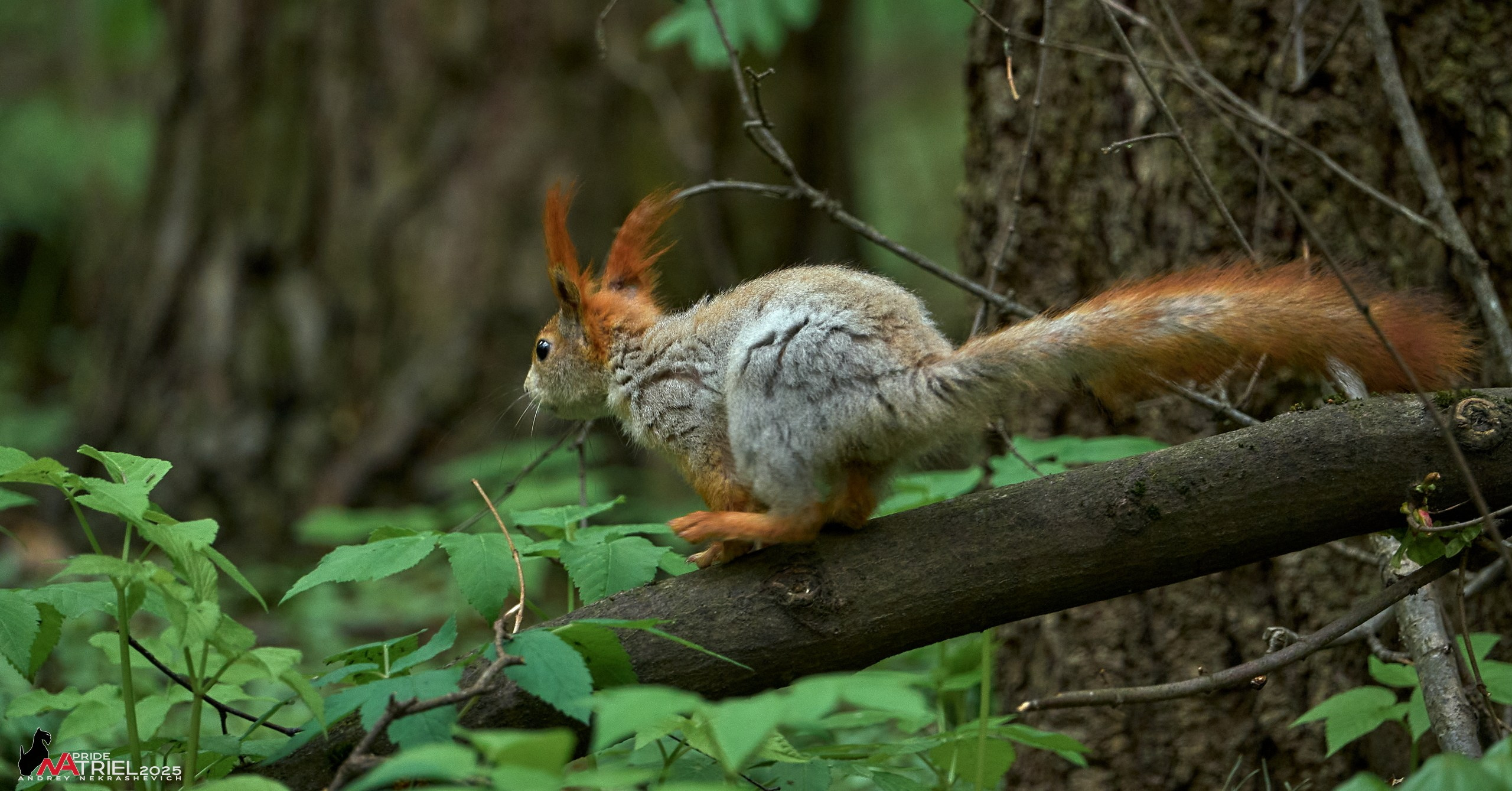 Съемка в майском лесу