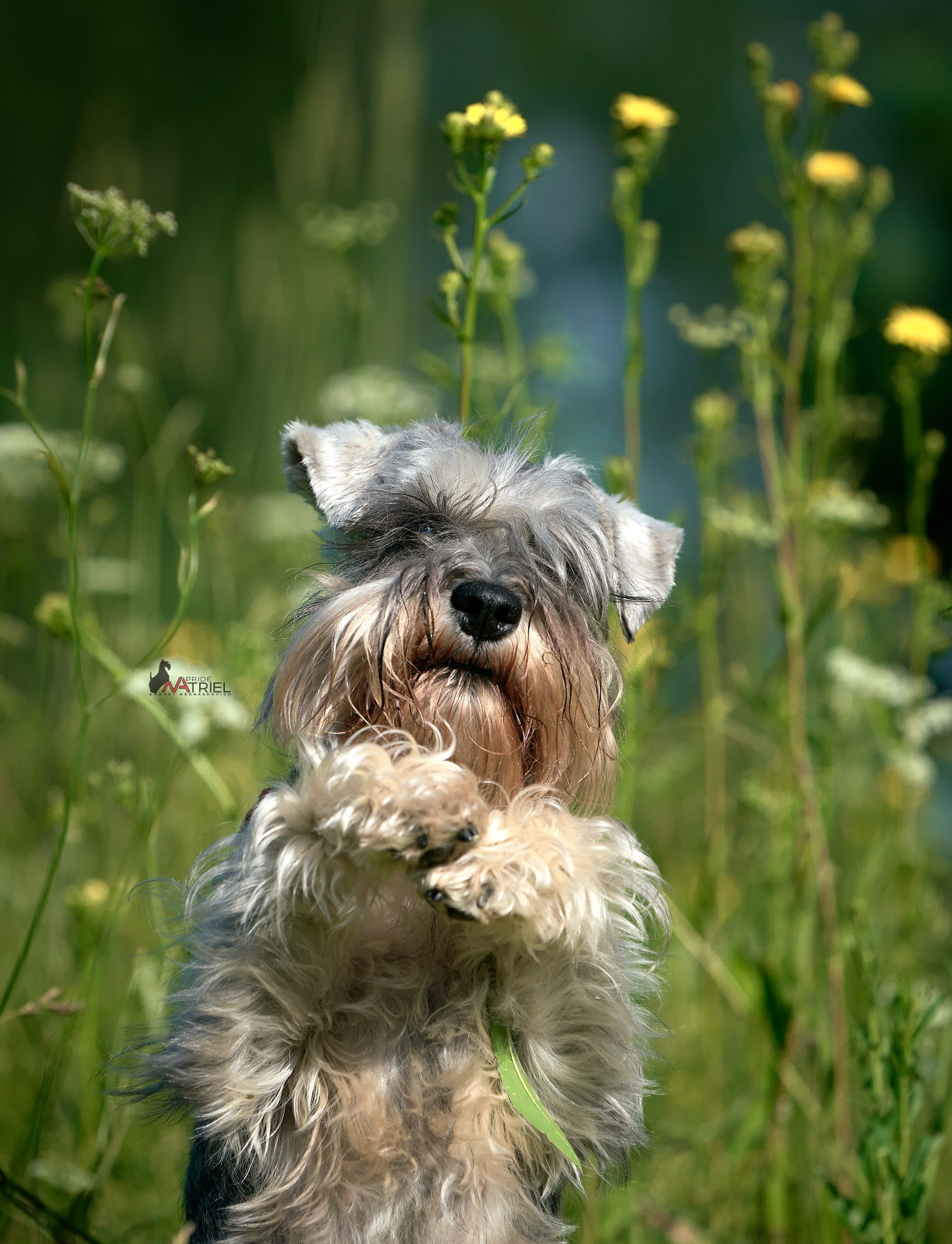 Портреты собак — галерея NATRIEL
