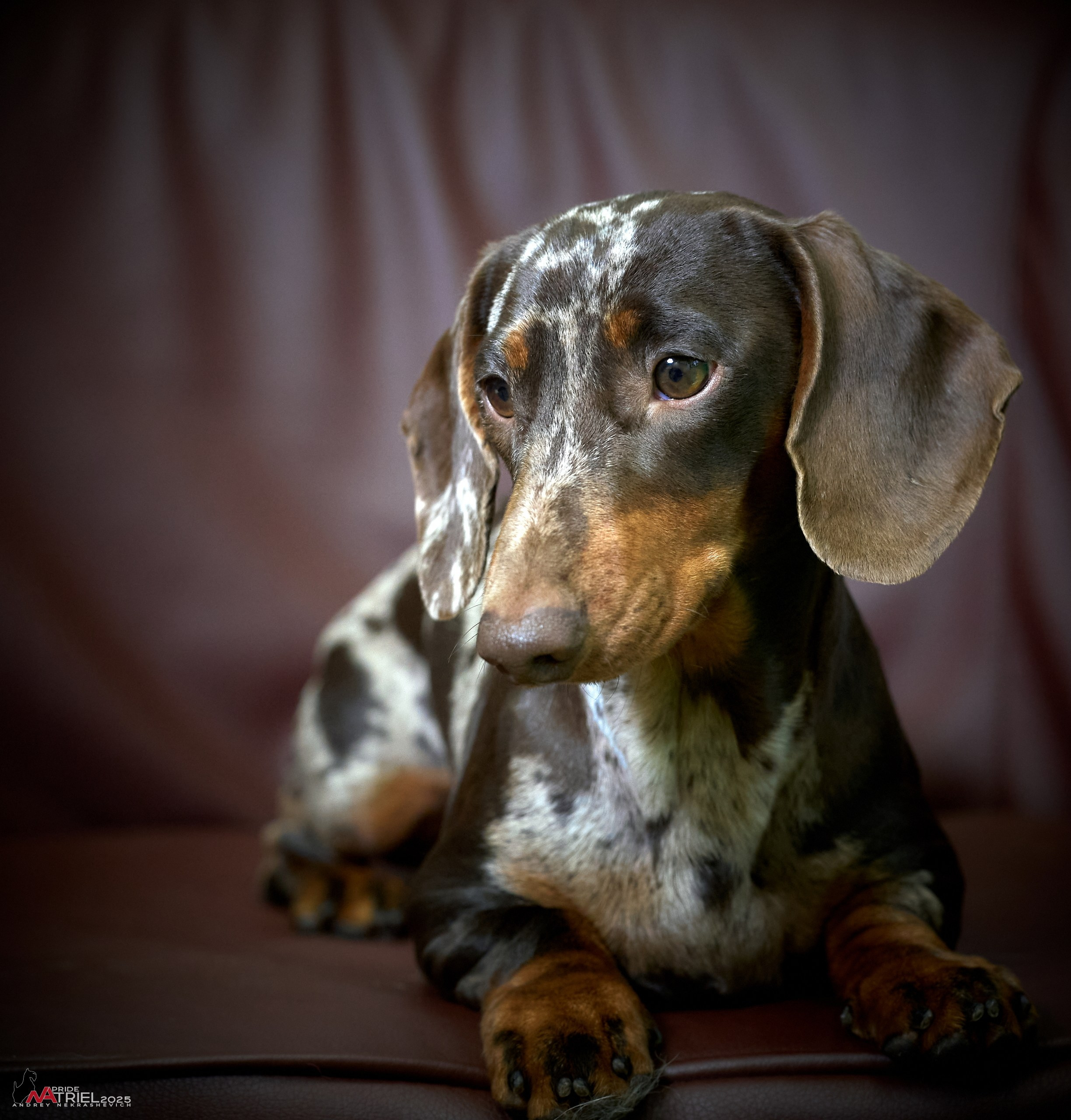 Съемка щенков таксы с мобильным светом