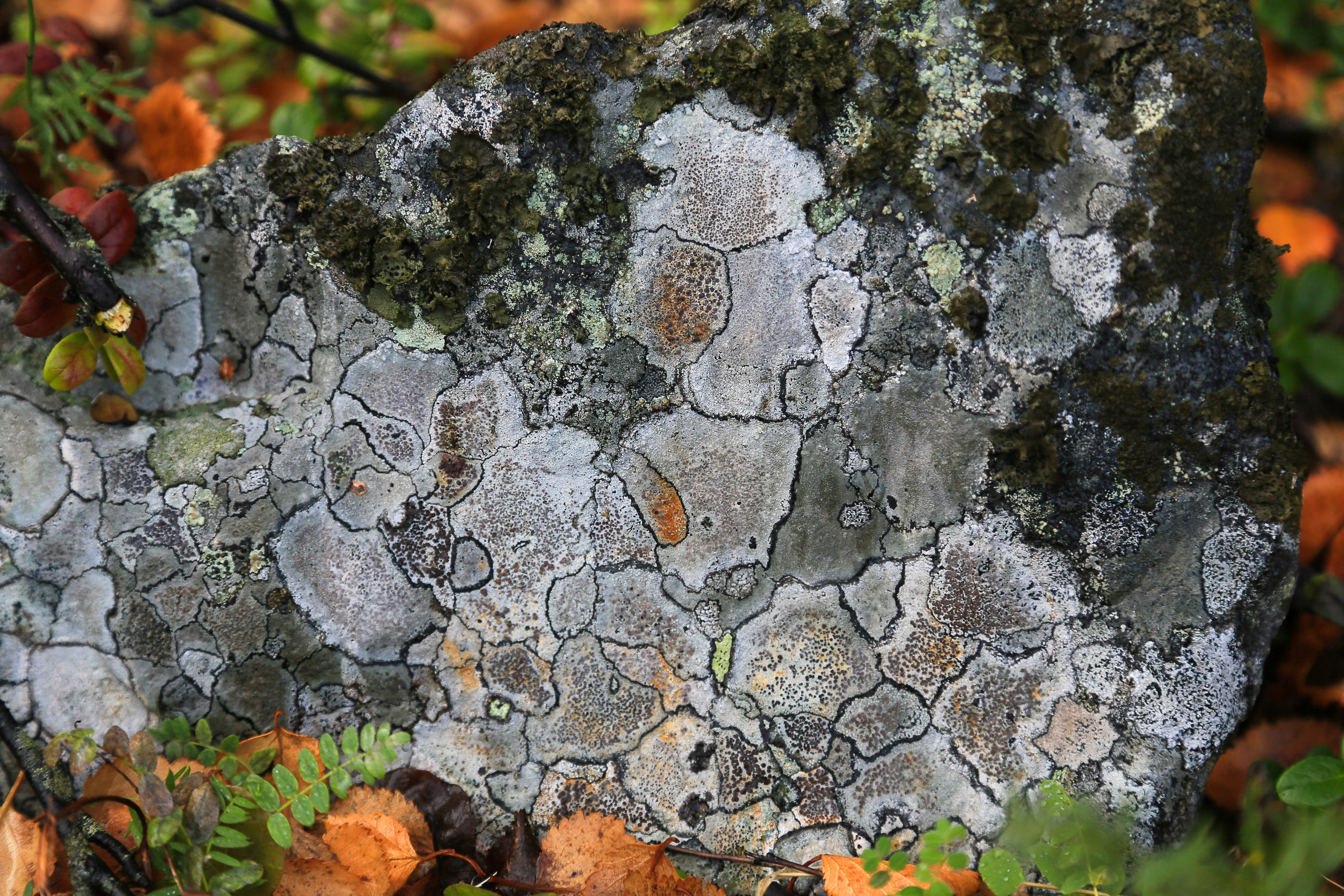 Мир растений. Пейзажи Крайнего Севера. Баренцево море, Рыбачий, Средний, Немецкий