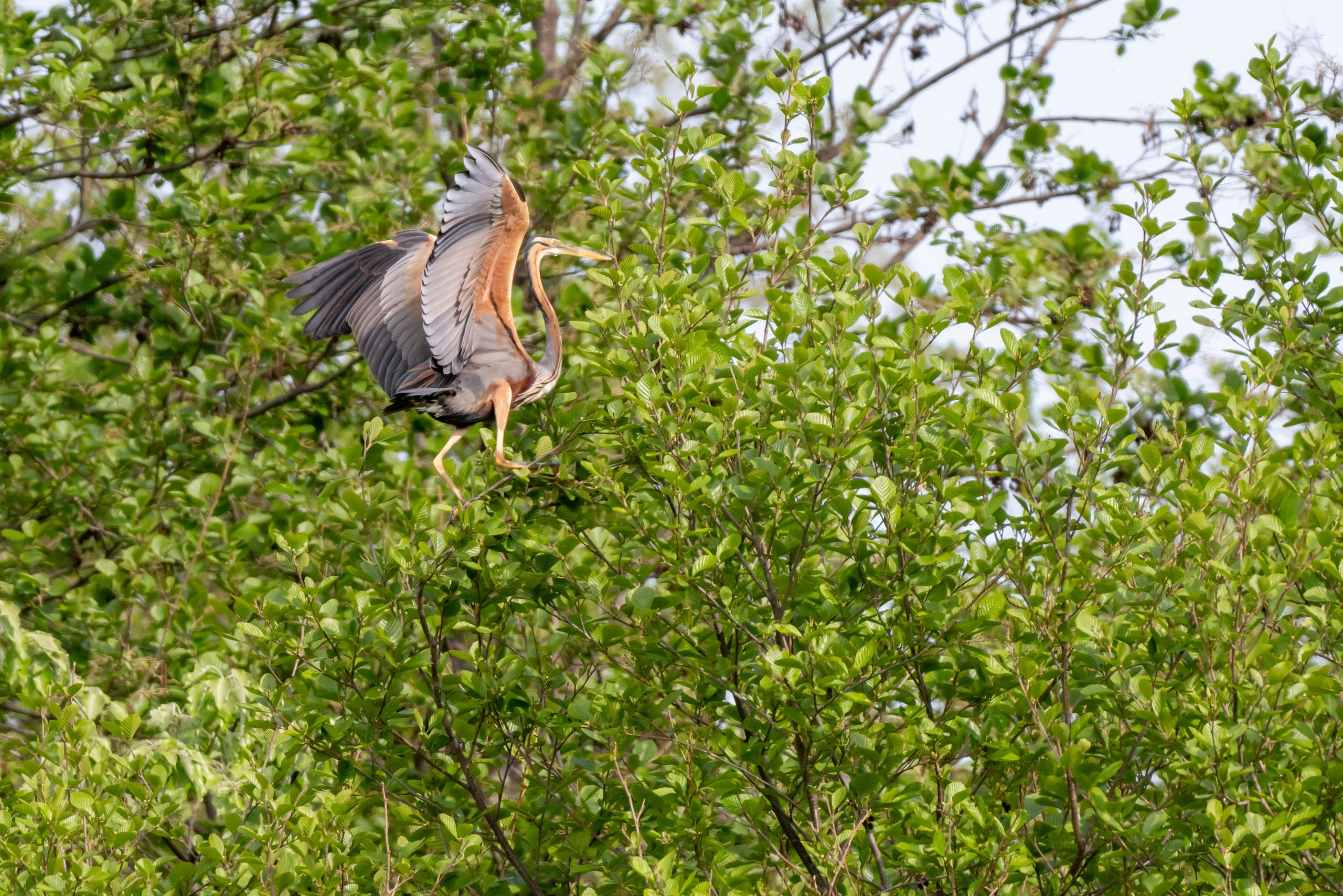 Дикая природа Дагестана. Май 2025 г. Foto-Zuev фотография как искусство