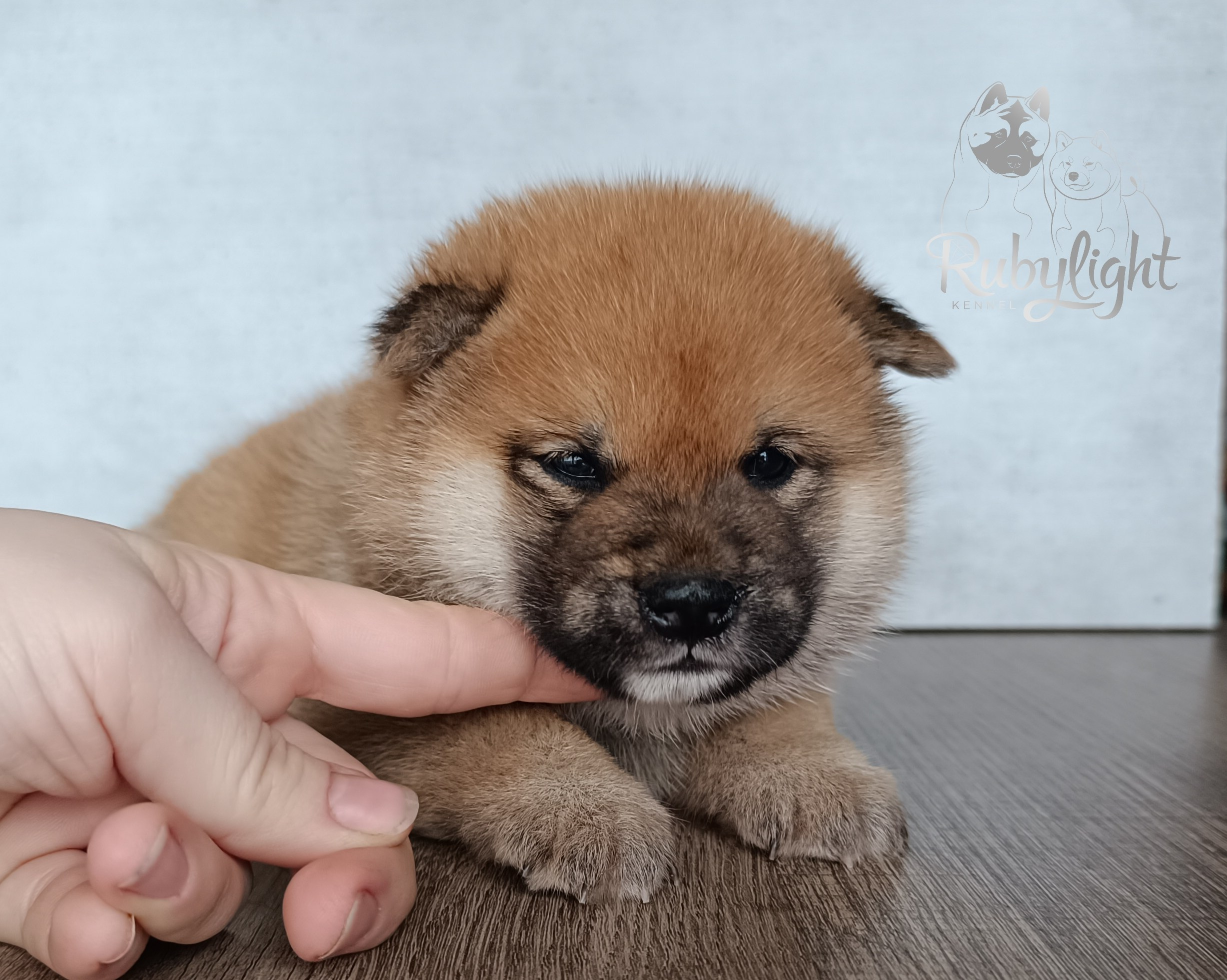 Сиба Rubylight Everest питомник Рубилайт 