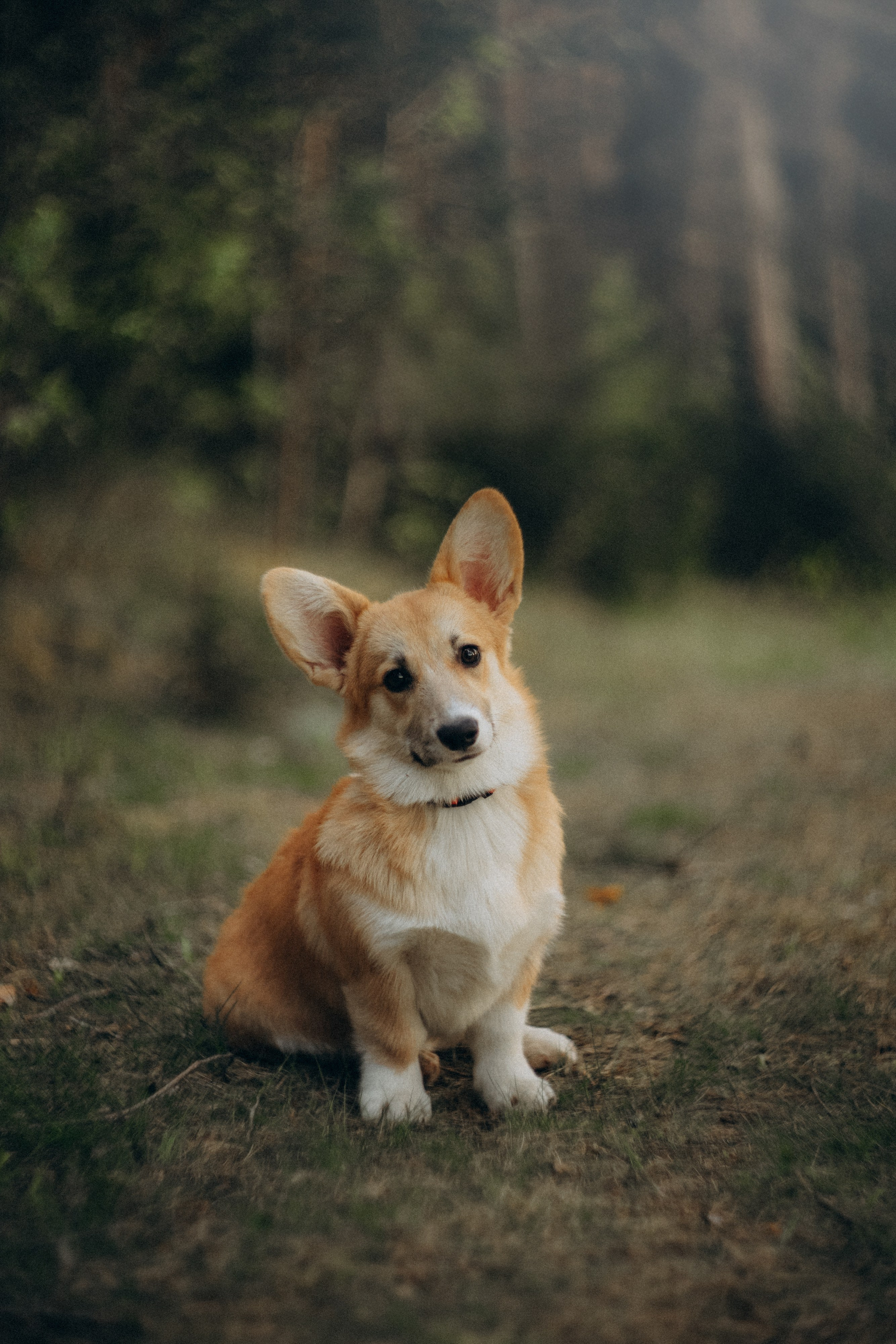 Катя и Берта. Фотограф анималист в Москве и Санкт-Петербурге Свиридова Анна