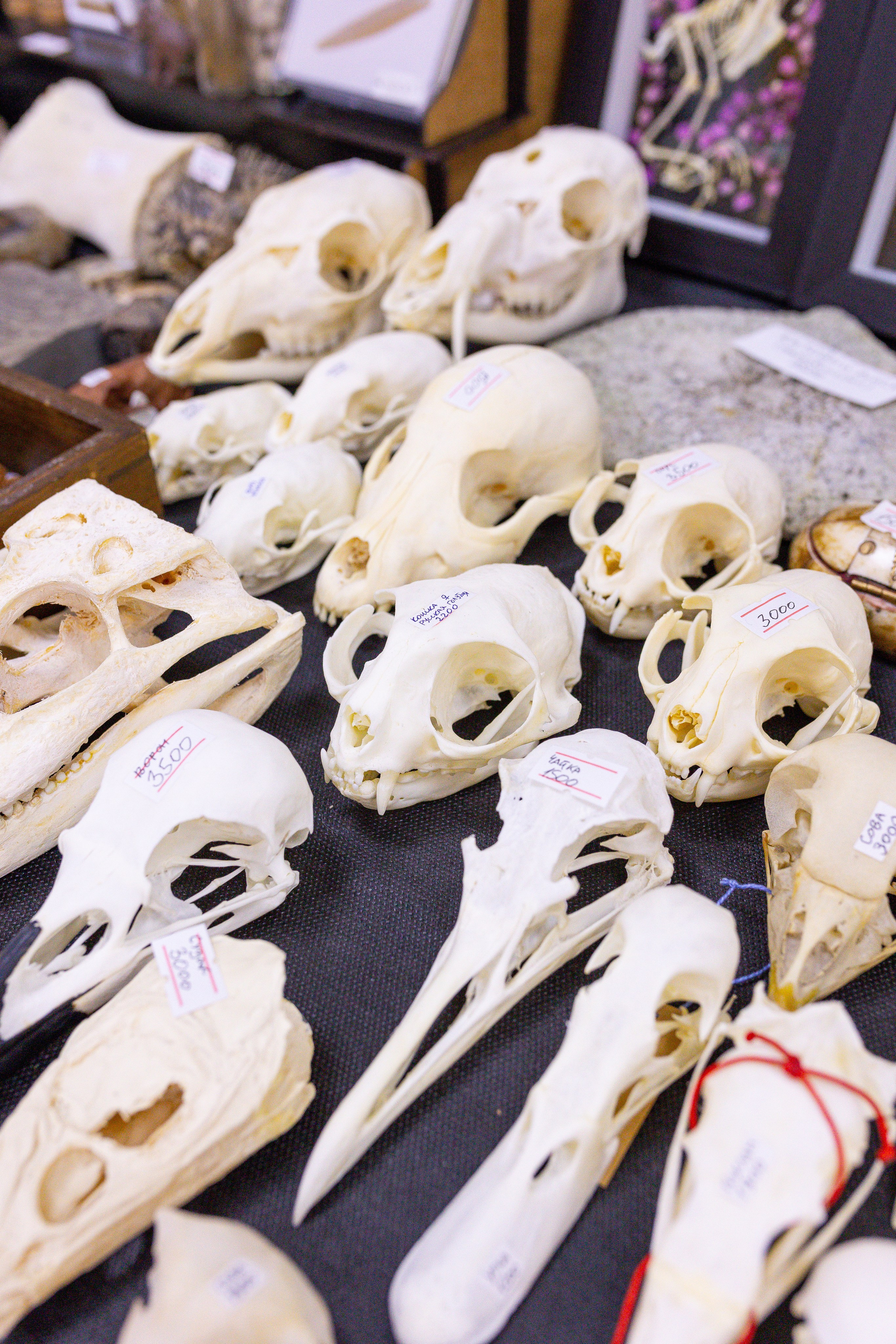 Монстериум 11–12 октября. Александра Куликова фотограф, Москва