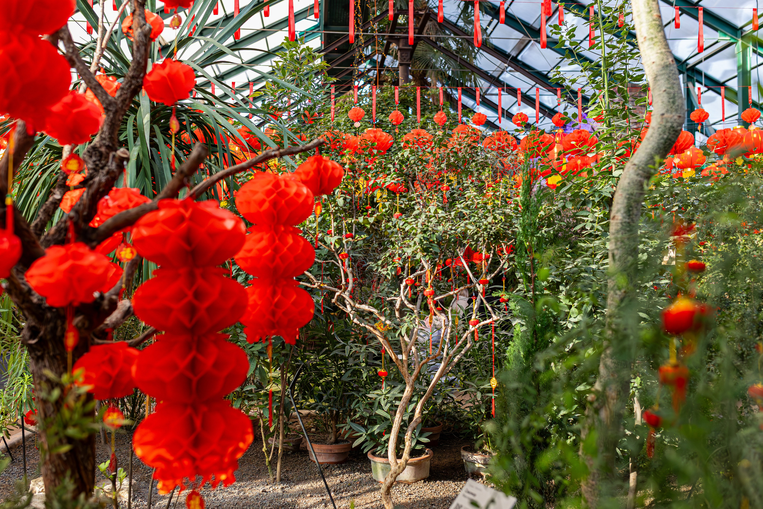 Аптекарский огород МГУ. Китай. Александра Куликова фотограф, Москва