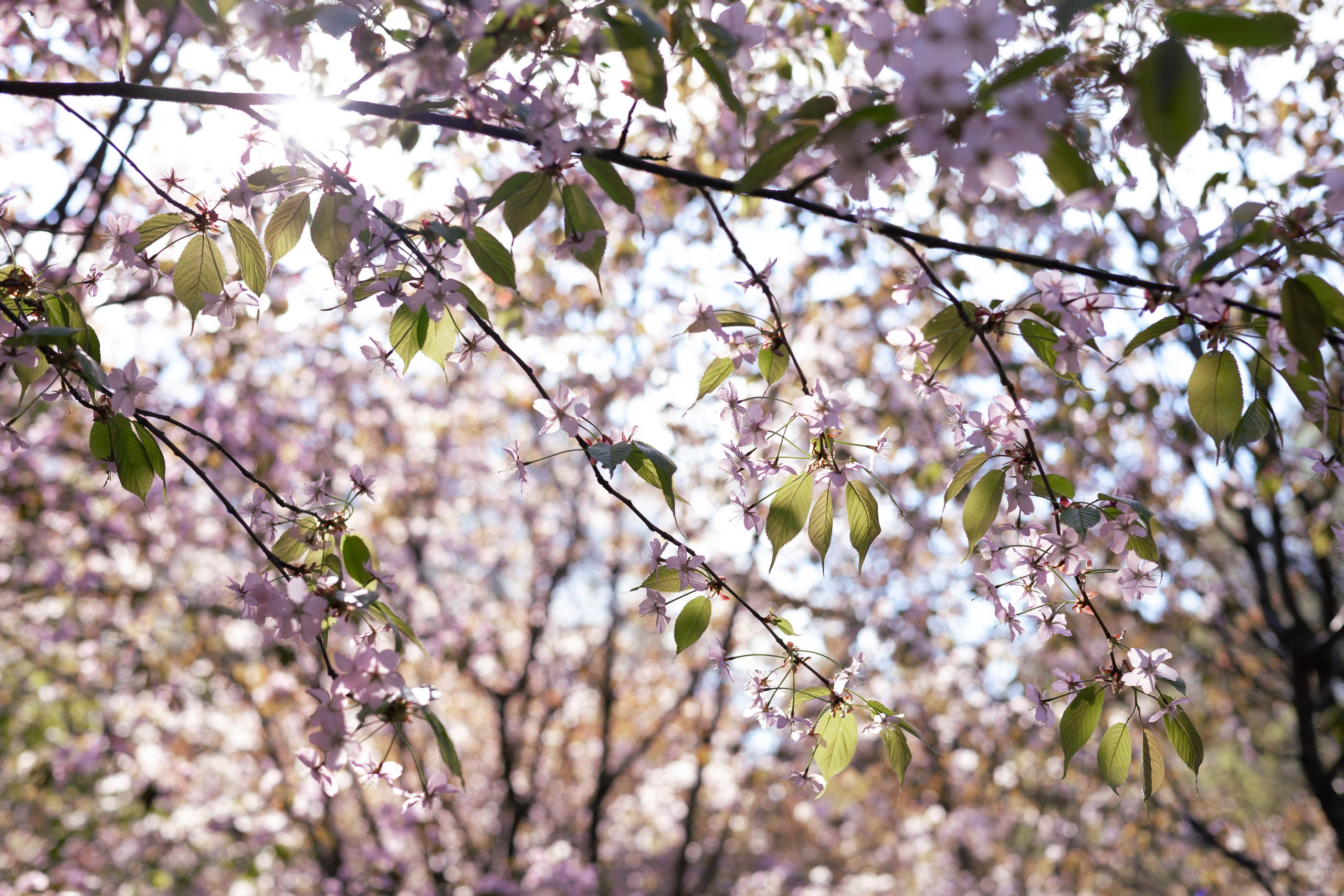 Sakura. ITMAG.ME | Visual Art