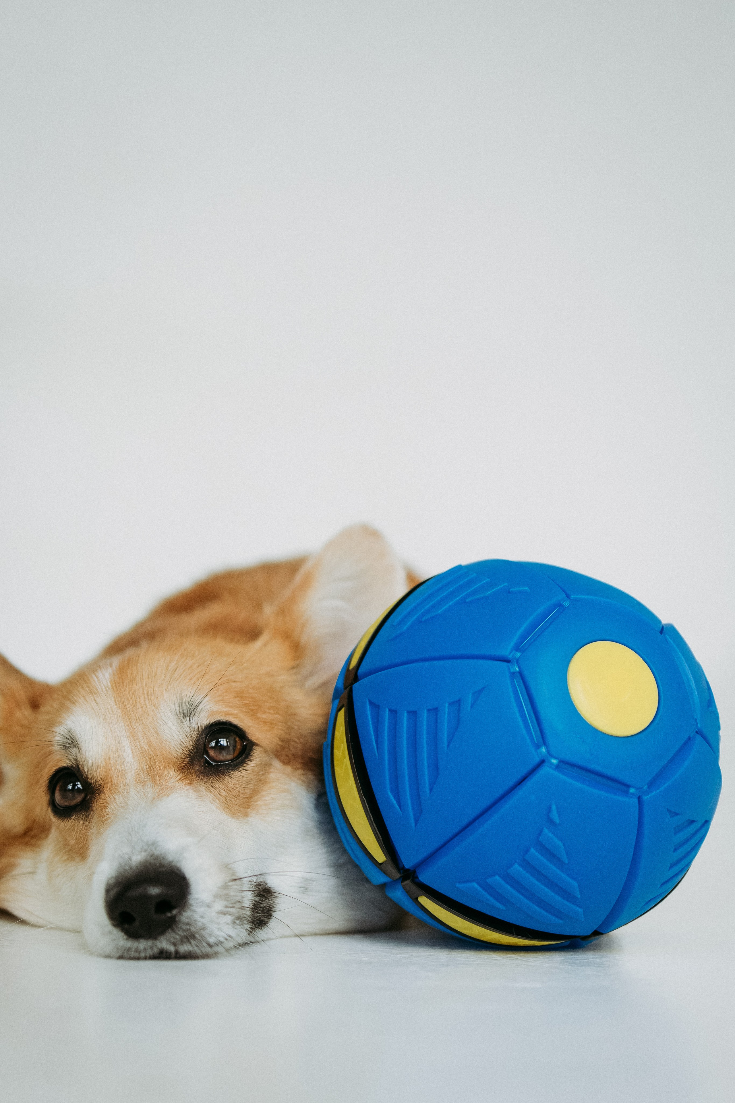 Мячи-попрыгуны. Фотораф — анималист Мария Шистка