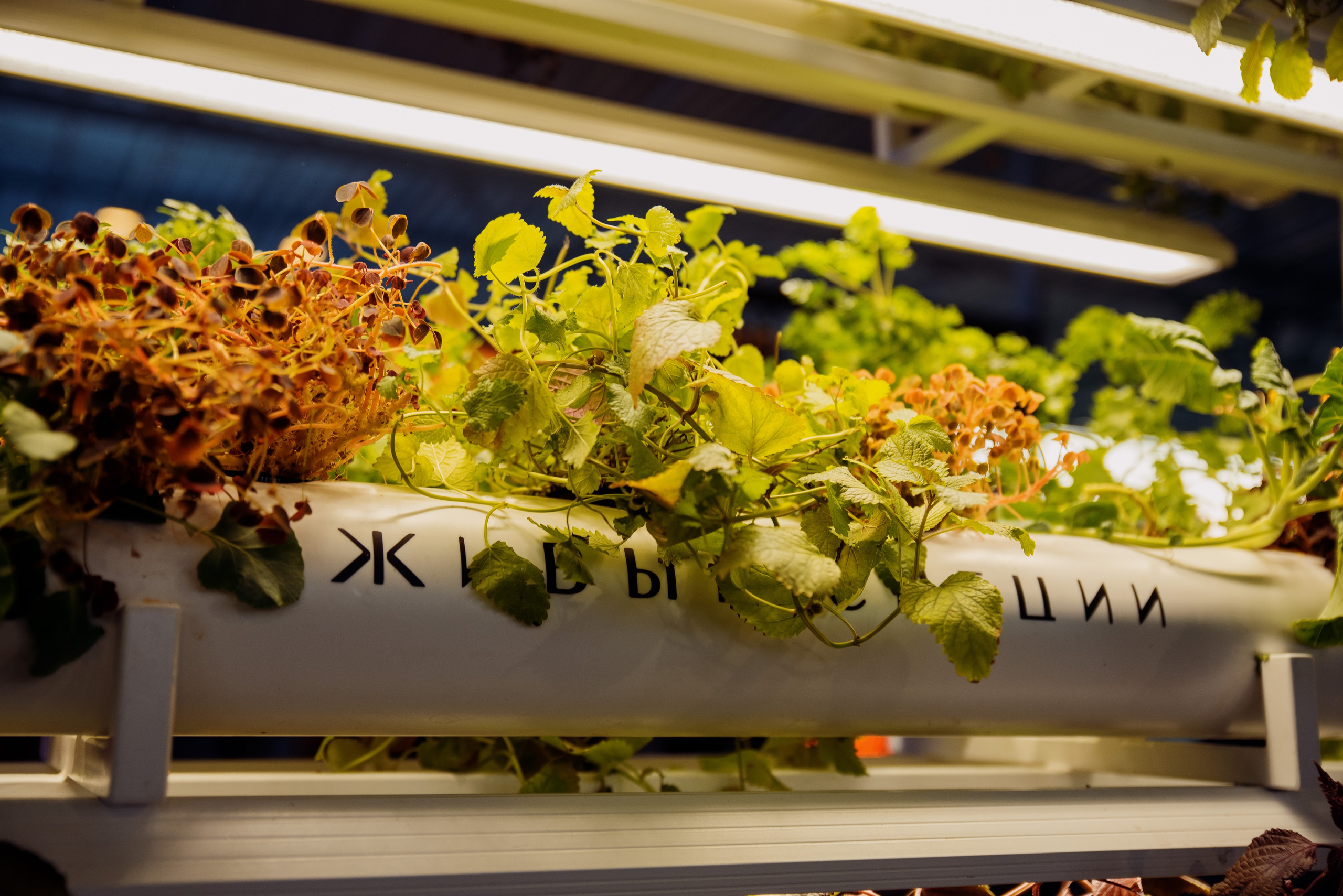 Bar Hub. Фотограф в Москве