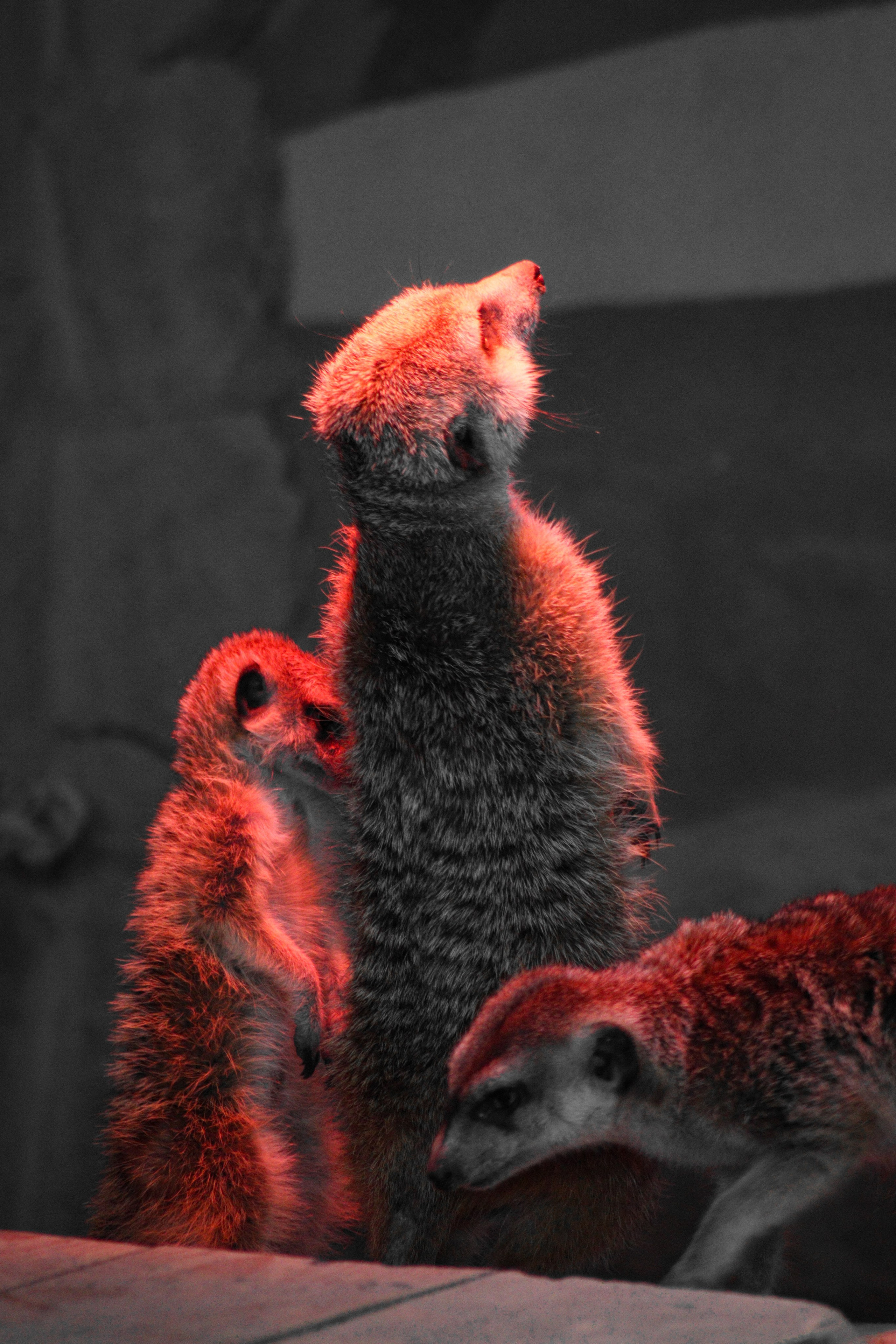 Р А З Н А Я — Ж И В Н О С Т Ь. — Digital Noise —