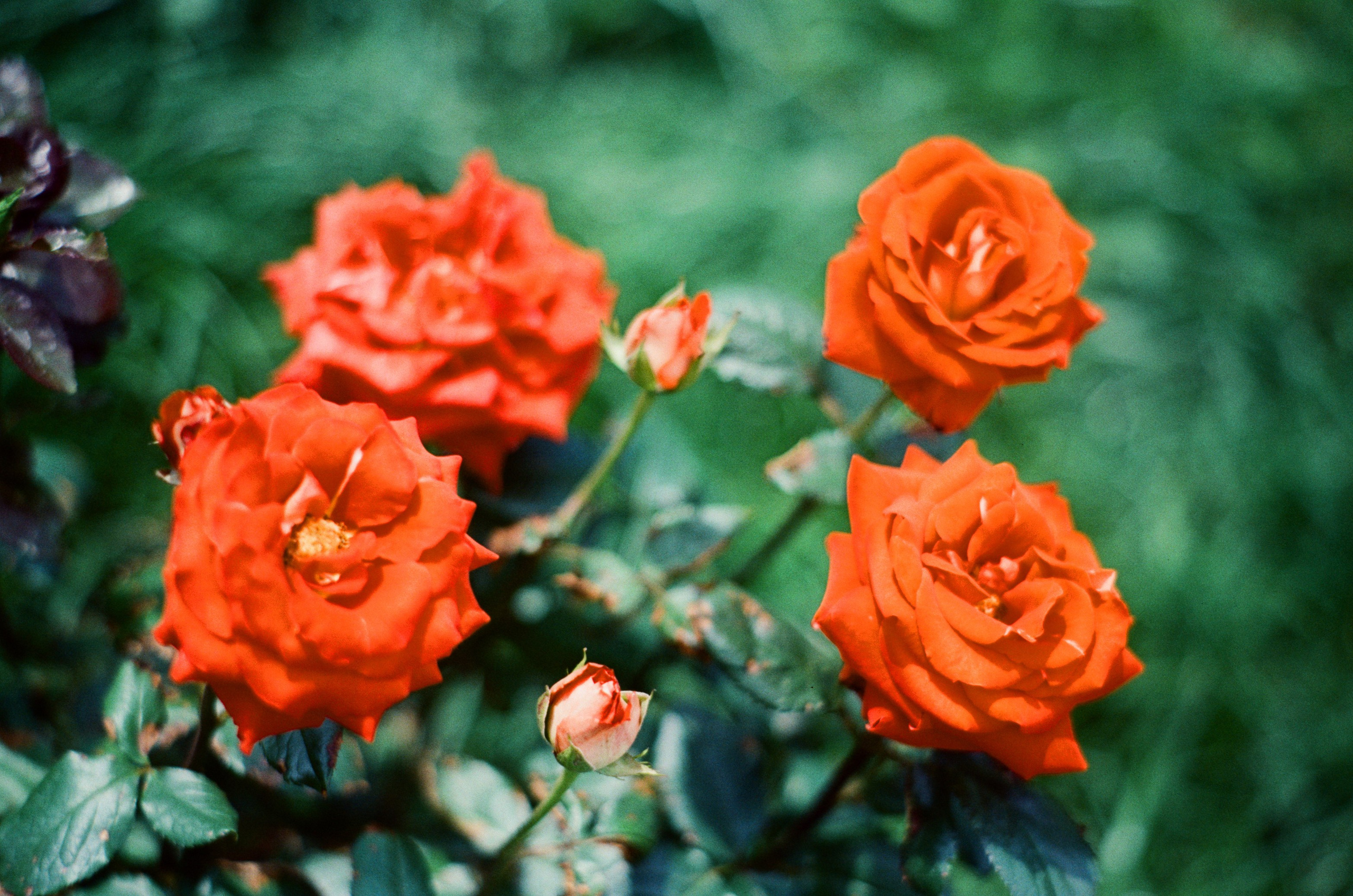 Canon 33V — Minolta MC Rokkor-PF 85 mm f1.7 | SFL 200T | июль 2025 г