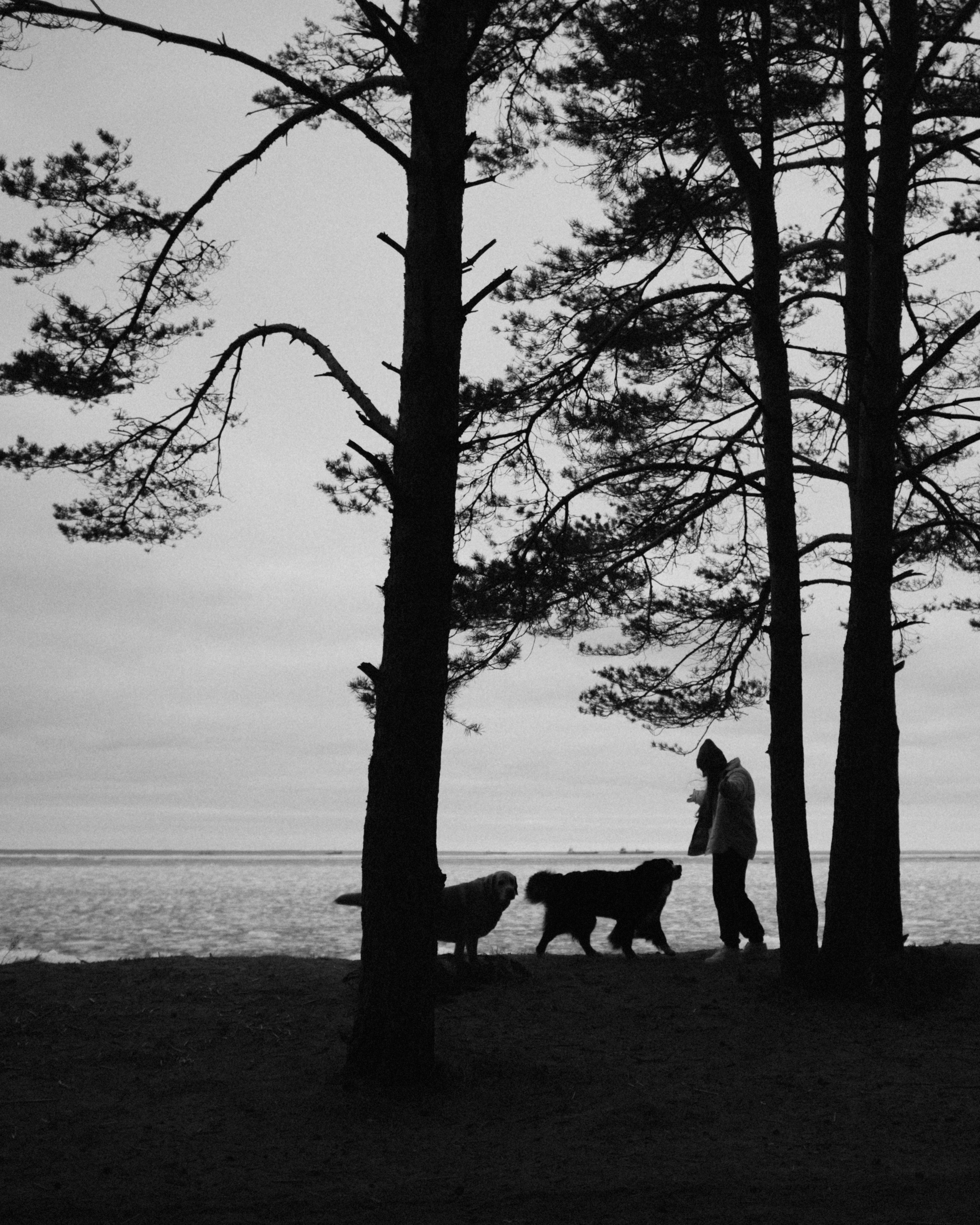 Прогулка: берн Пума, Фрэнк и Юля в Питере. Портфолио