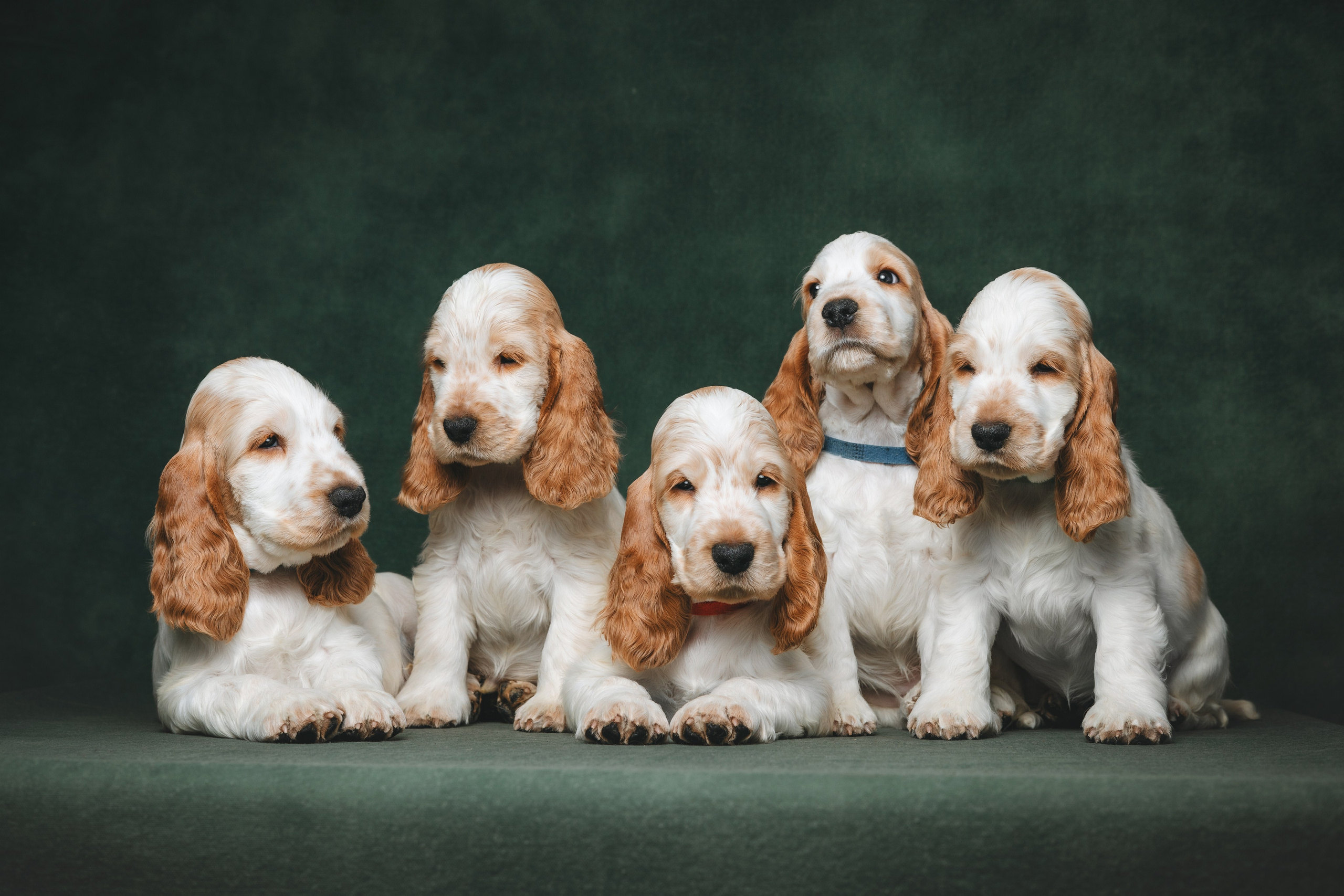Английские коккер-спаниели. Фотограф анималист Осипчикова Мария