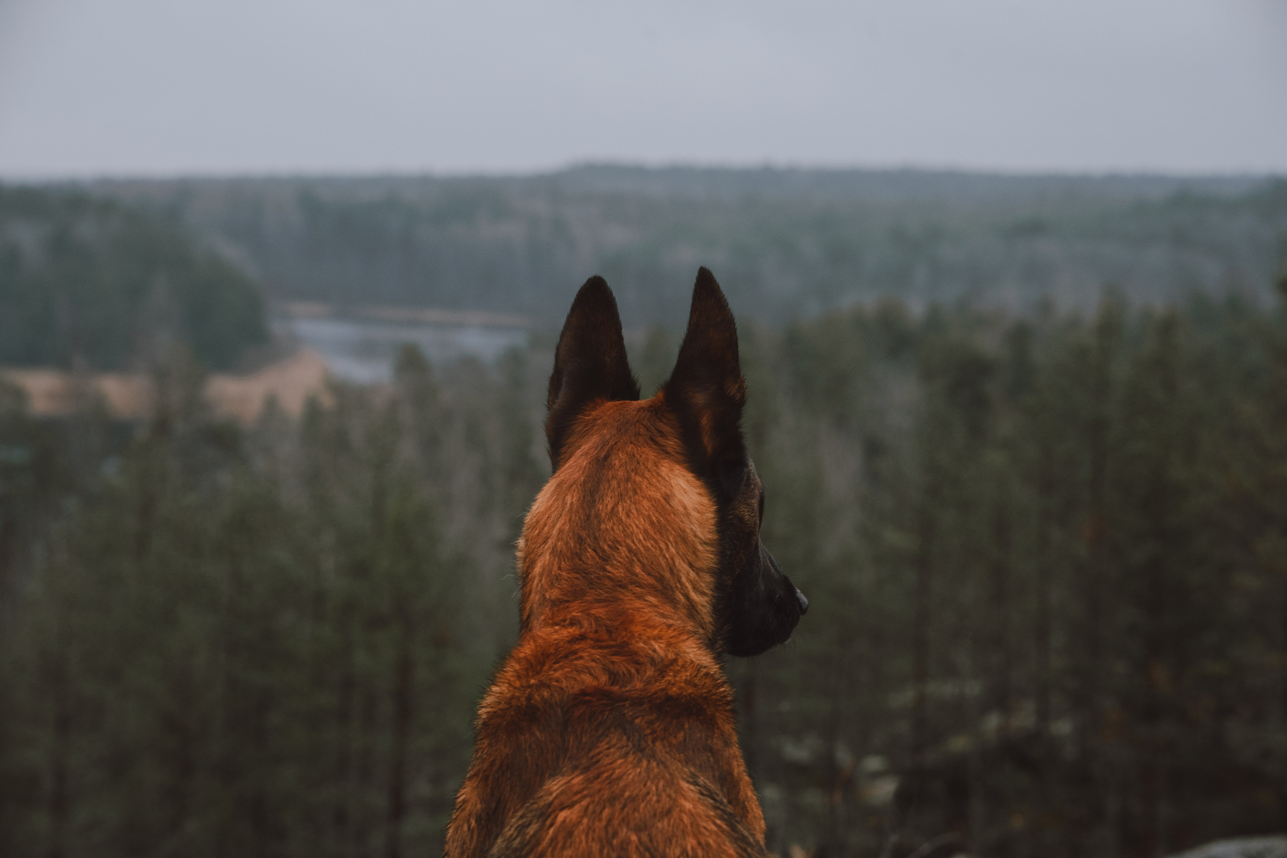 Раш. Фотограф анималист Осипчикова Мария