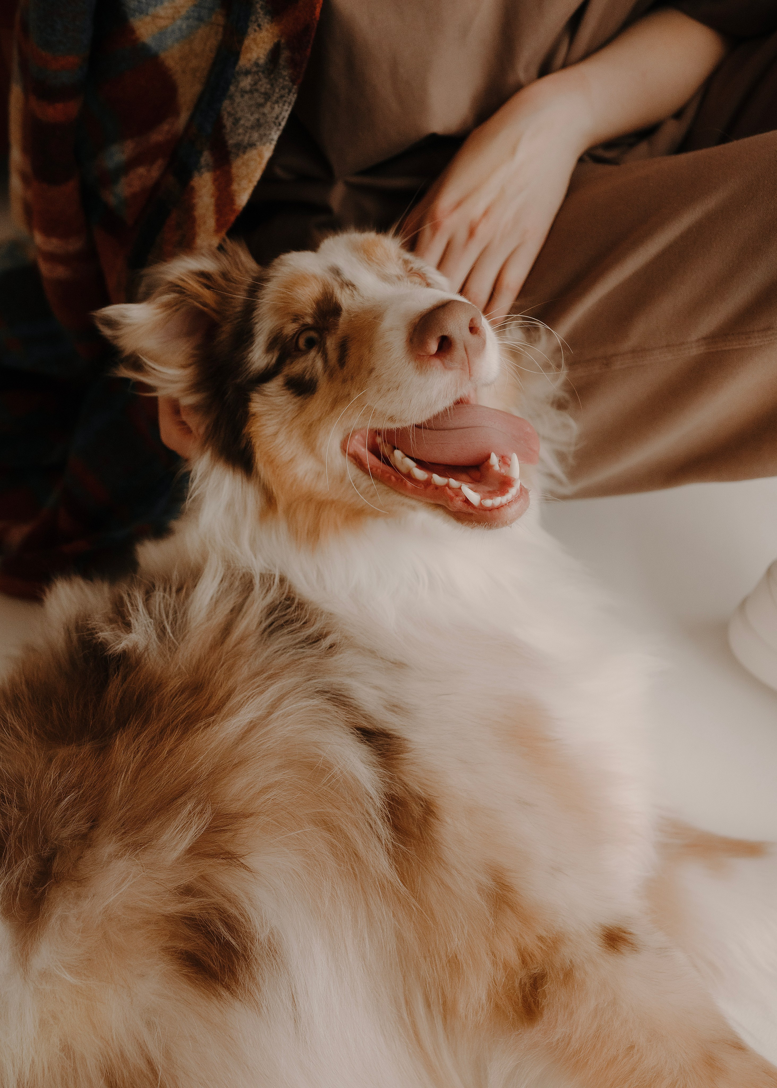 Дэймон. Фотограф- анималист Александра Матвеева