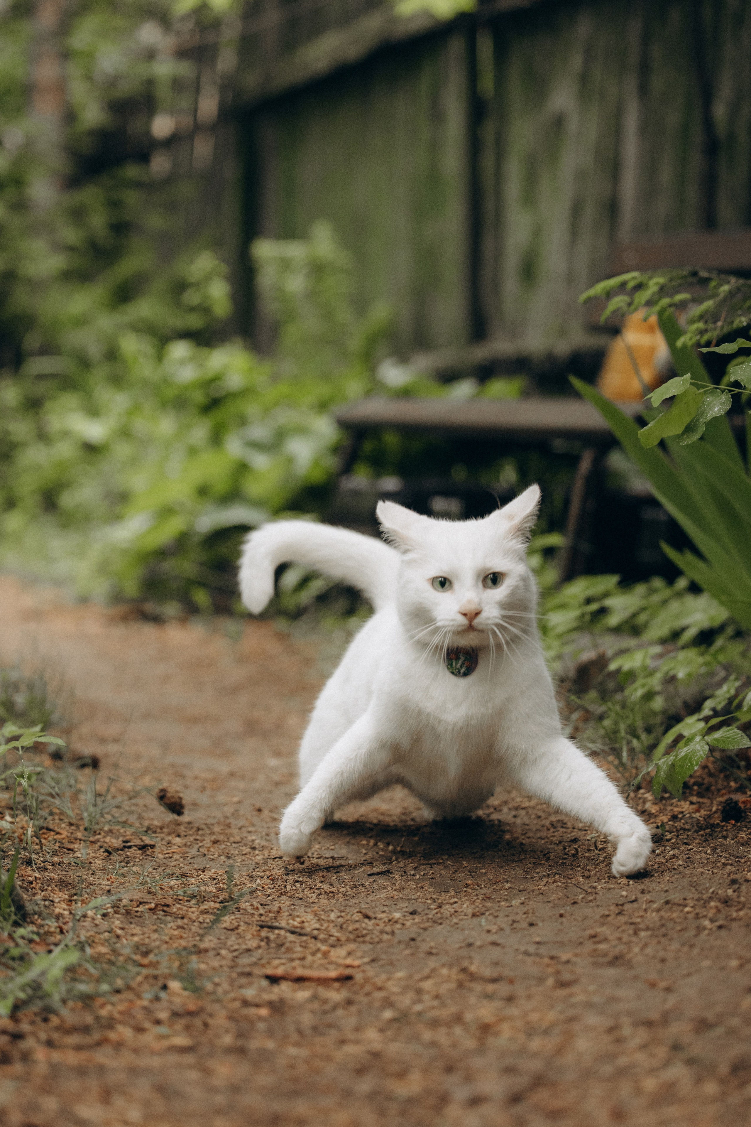 Настасья и кот Шалфей. Фотограф анималист в Казани Алина Сулейманова. Фотограф животных