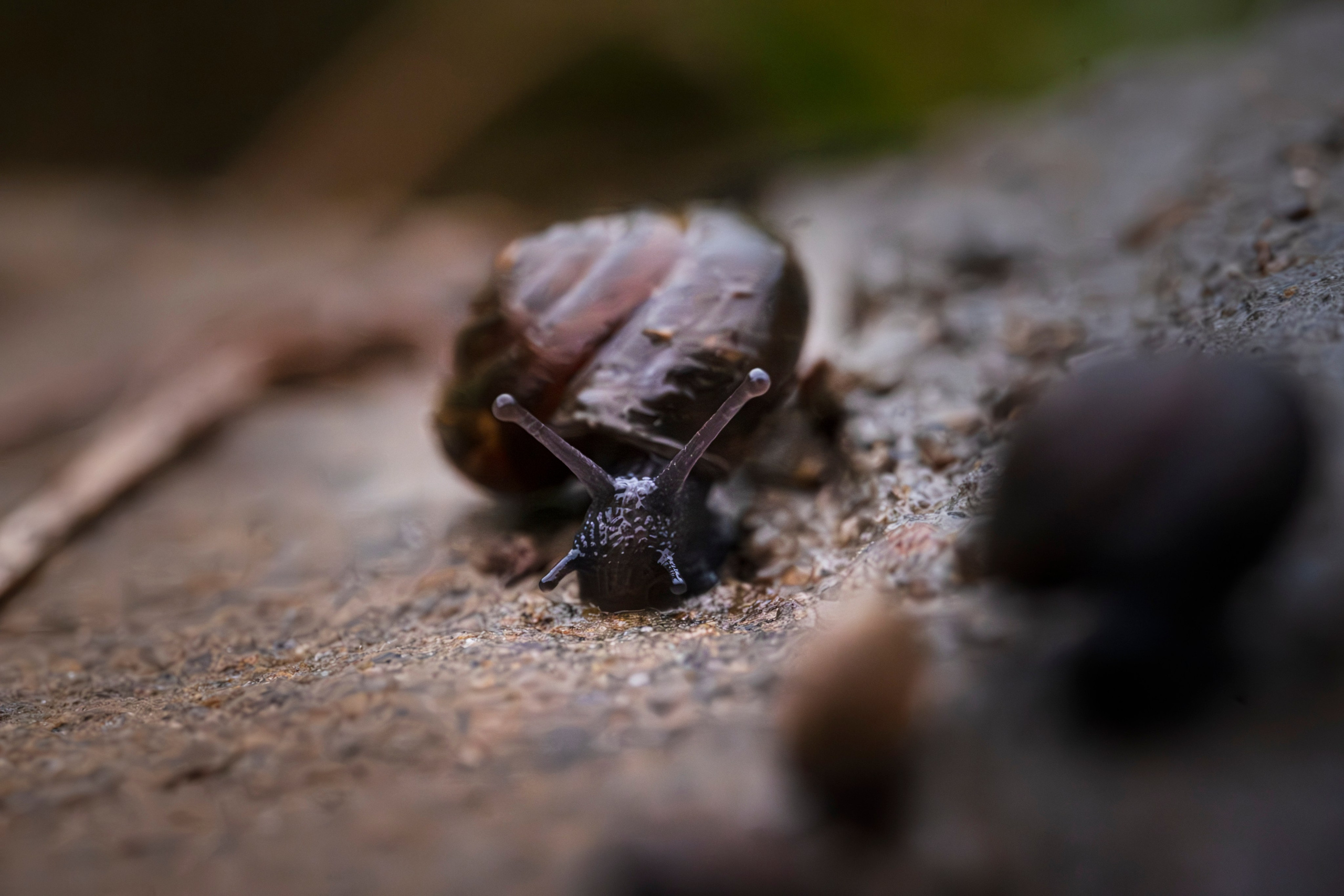 Макро жизнь. KRUTOVA_фотографирую жизнь