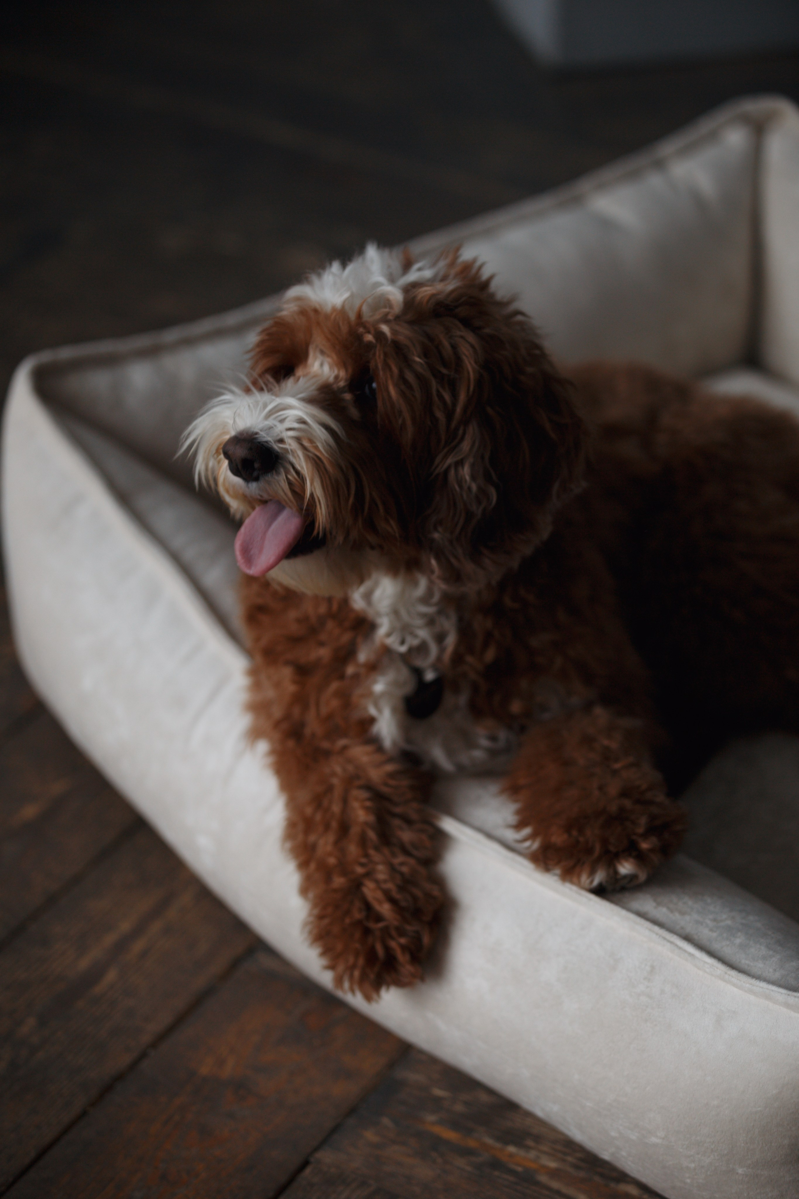 Bmbh лежанки и адресники. Фотограф анималист Кристина Карпова, Москва