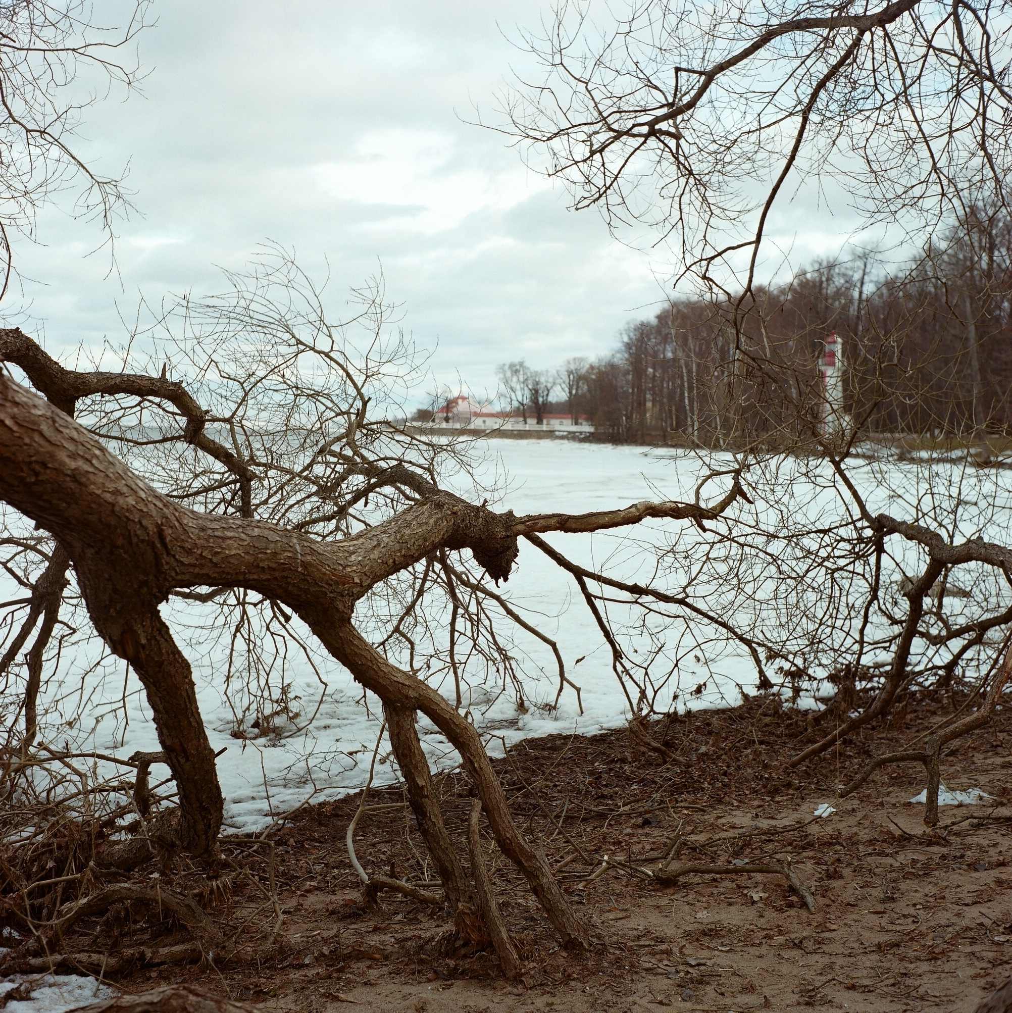 Дорога на Петергоф. Екатерина Васильева художник, куратор и преподаватель