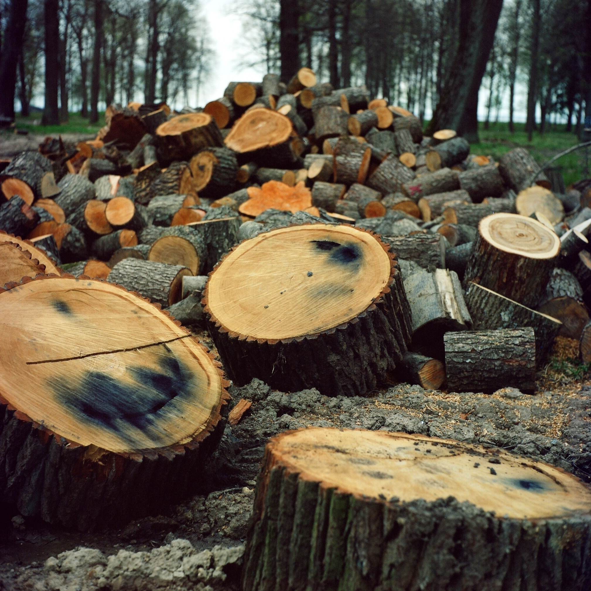 Дорога на Петергоф. Екатерина Васильева художник, куратор и преподаватель