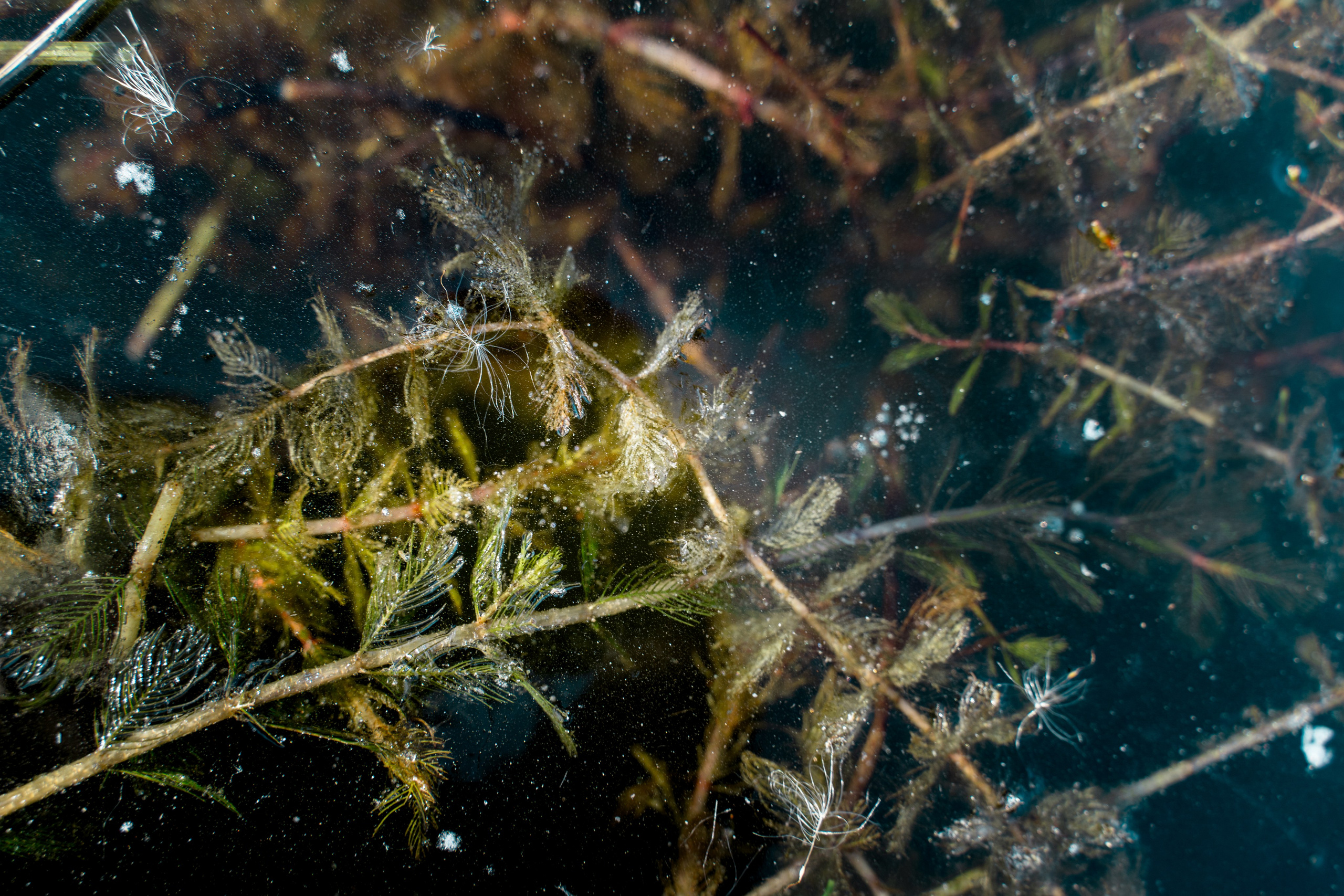 Пища для глаз. Ваш фотограф Северск | Томск